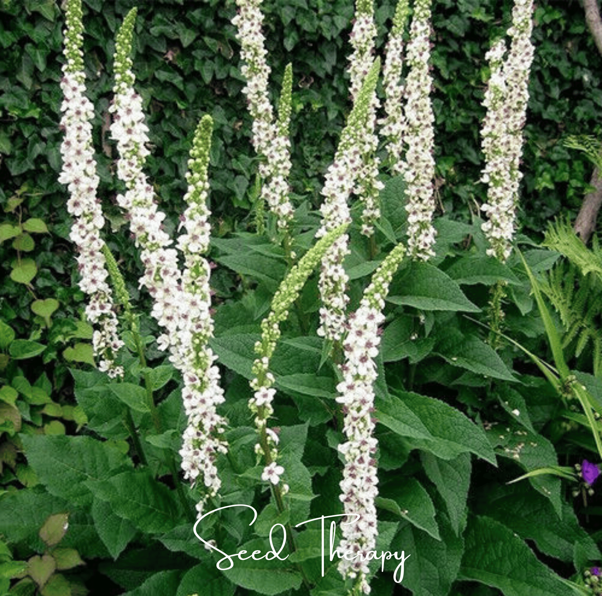 Wedding Candles Verbascum – 50 Seeds