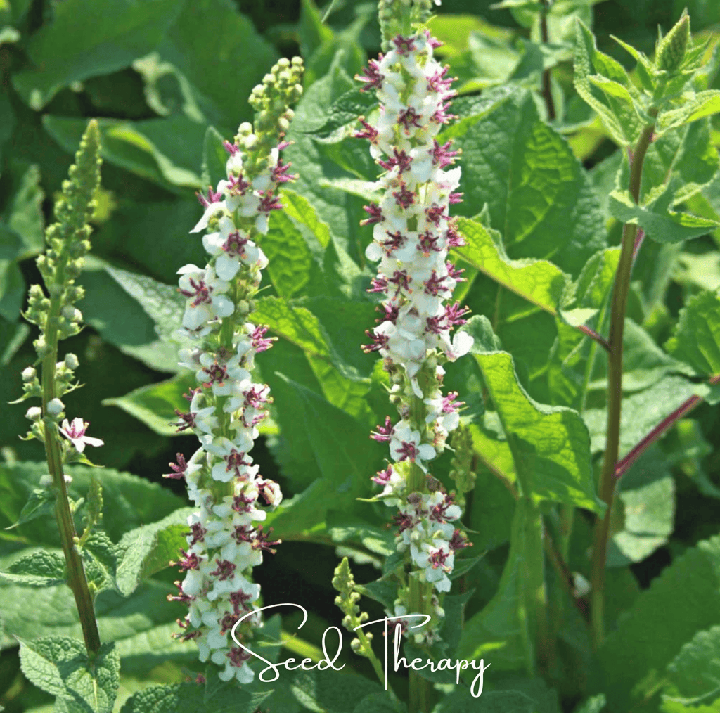 Wedding Candles Verbascum – 50 Seeds