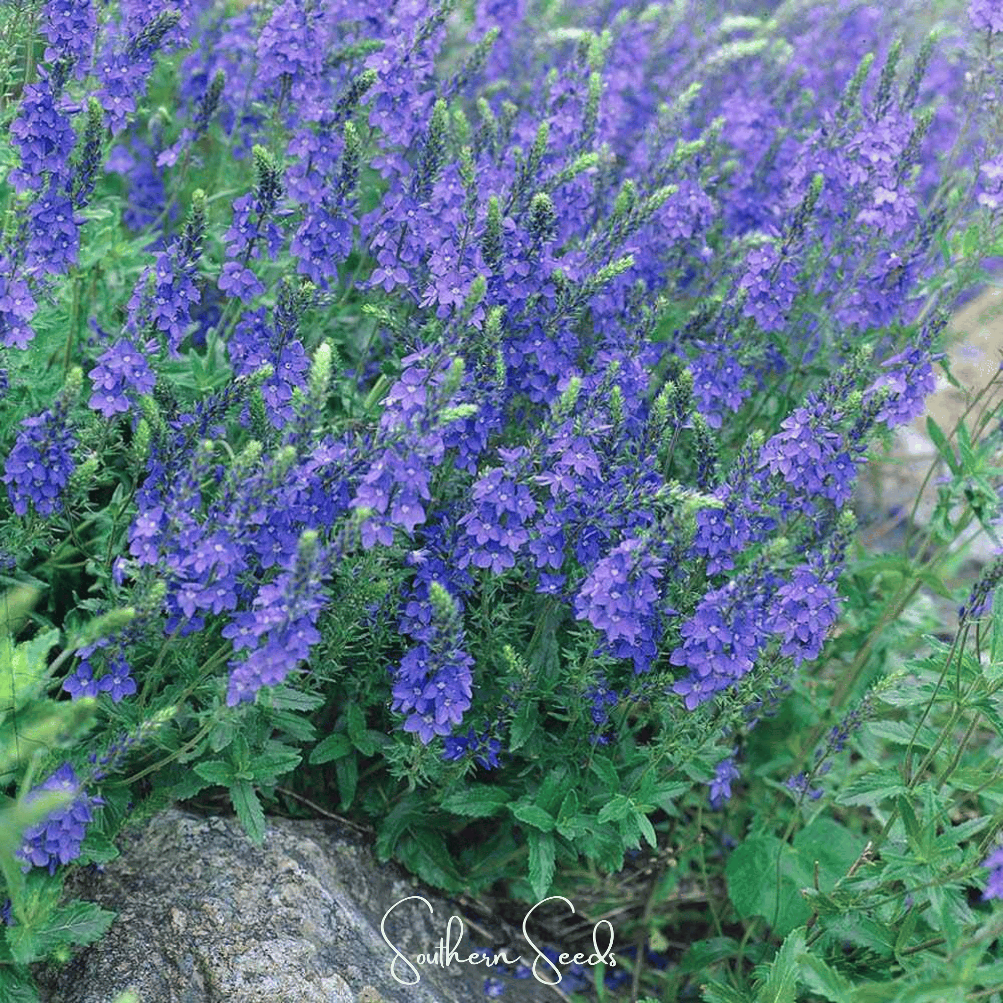 Royal Blue Veronica Speedwell – 50 Seeds