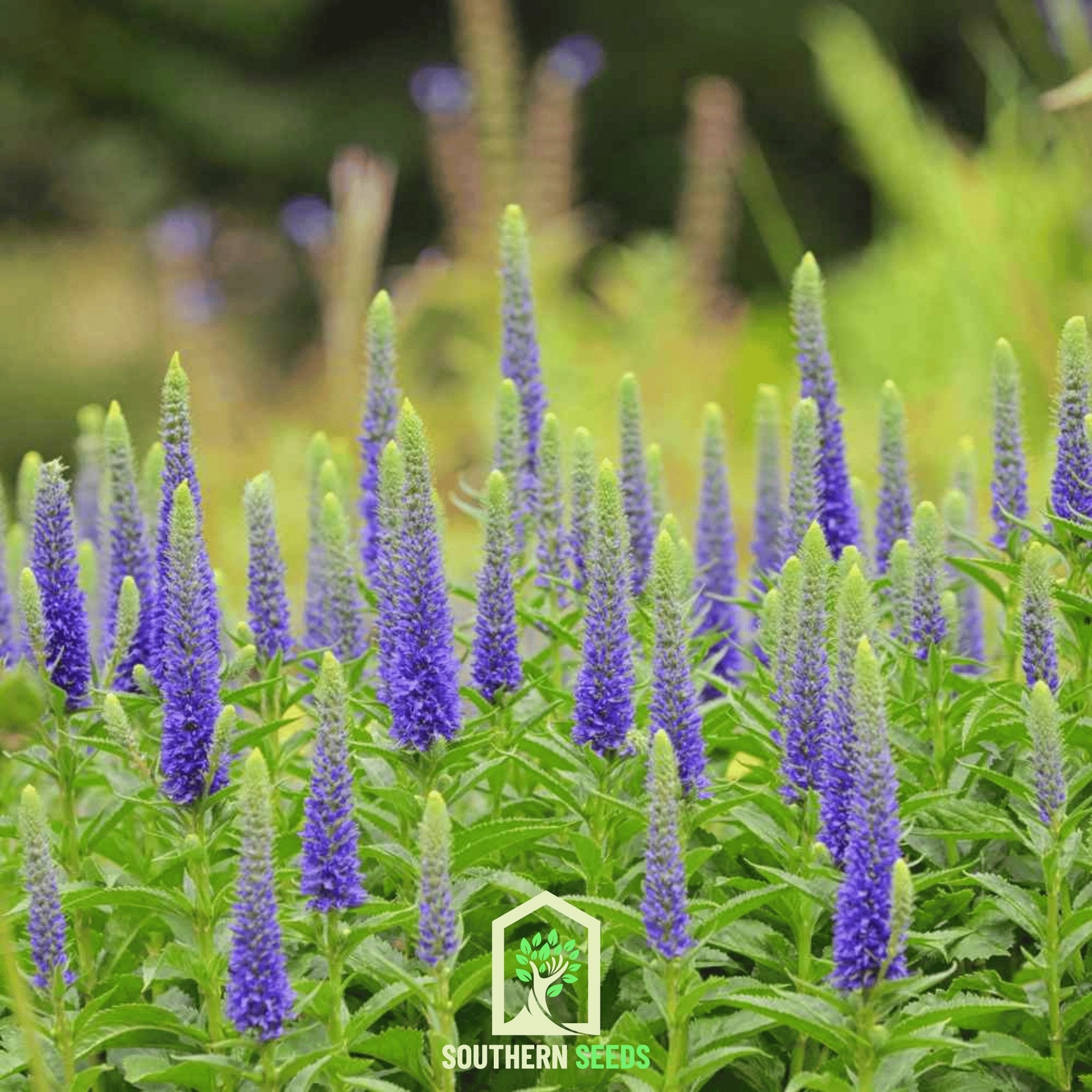 Spiked Speedwell Veronica – 50 Seeds