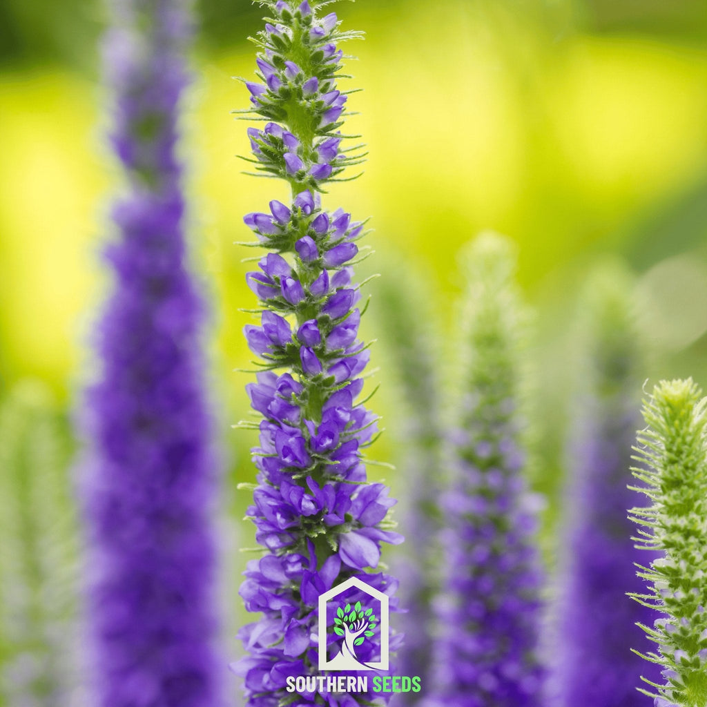 Spiked Speedwell Veronica – 50 Seeds