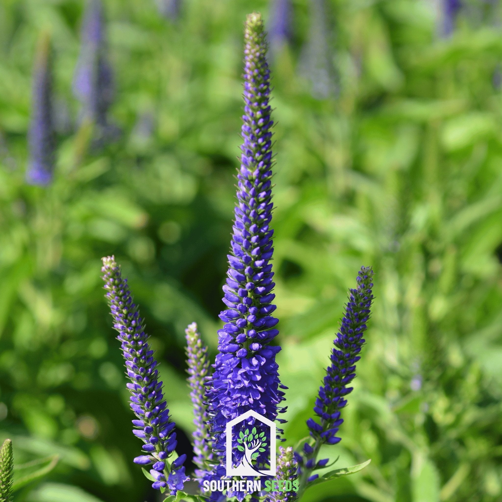 Spiked Speedwell Veronica – 50 Seeds