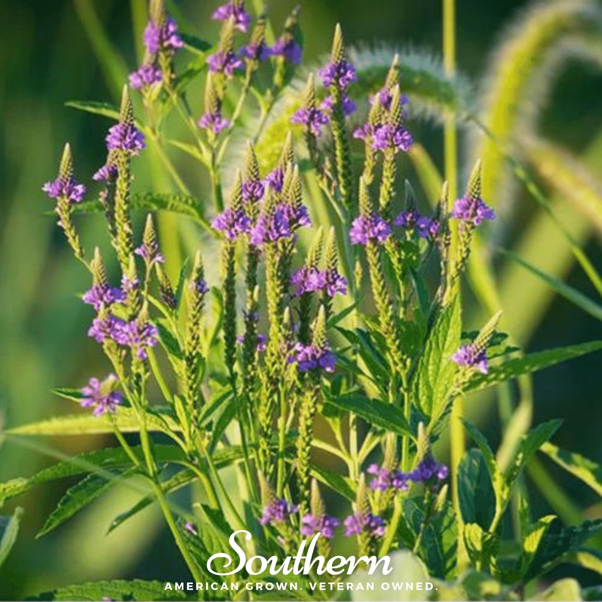 Blue Vervain – 100 Seeds