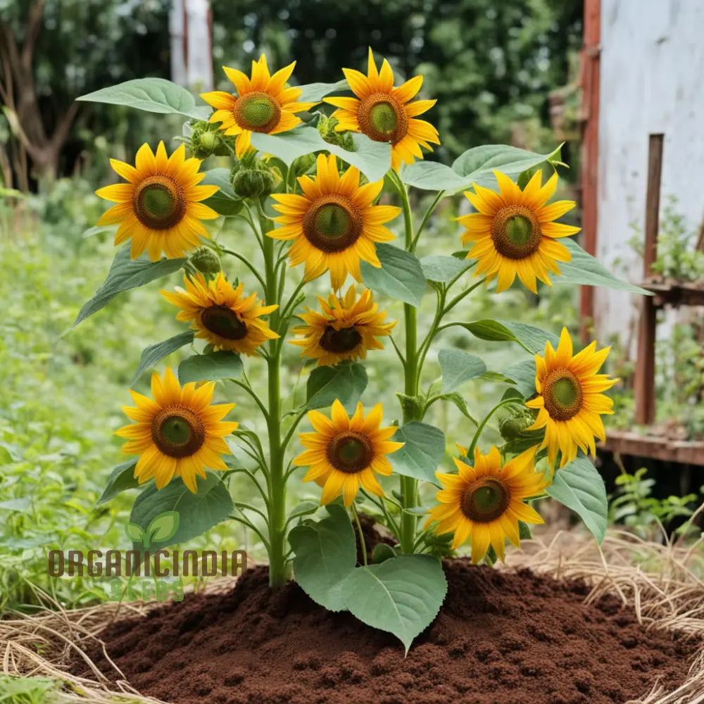 Vibrant Chocolate Sunflower Seeds - Grow Stunning Sunflowers with Rich Chocolate Petals