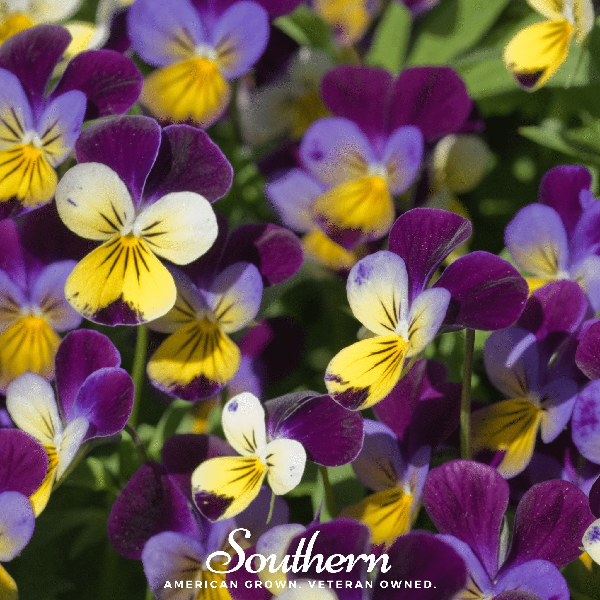 Johnny Jump Up Viola – 200 Seeds