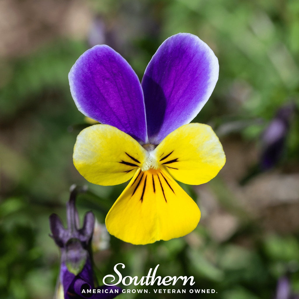 Johnny Jump Up Viola – 200 Seeds