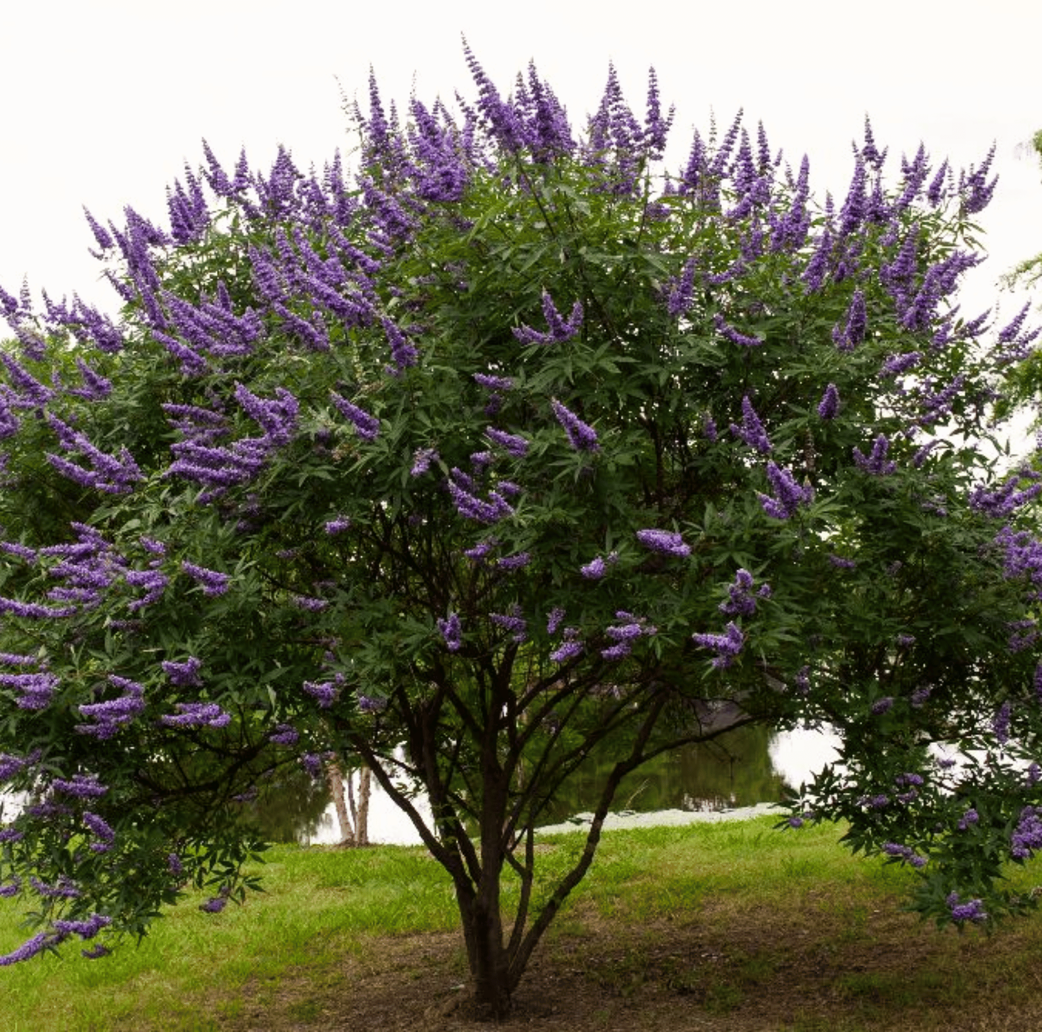 Vitex (Chaste Tree – Texas Lilac) – 20 Seeds
