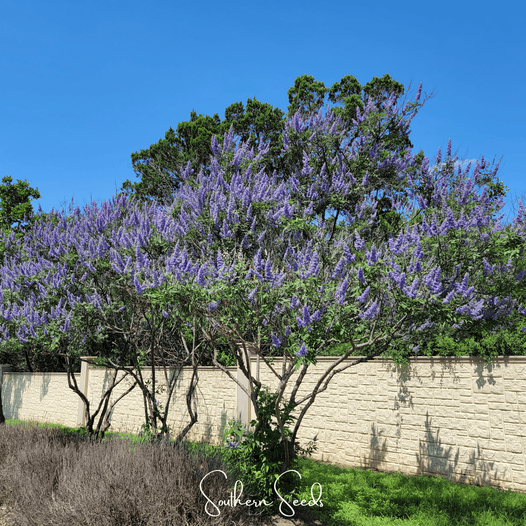 Vitex (Chaste Tree – Texas Lilac) – 20 Seeds