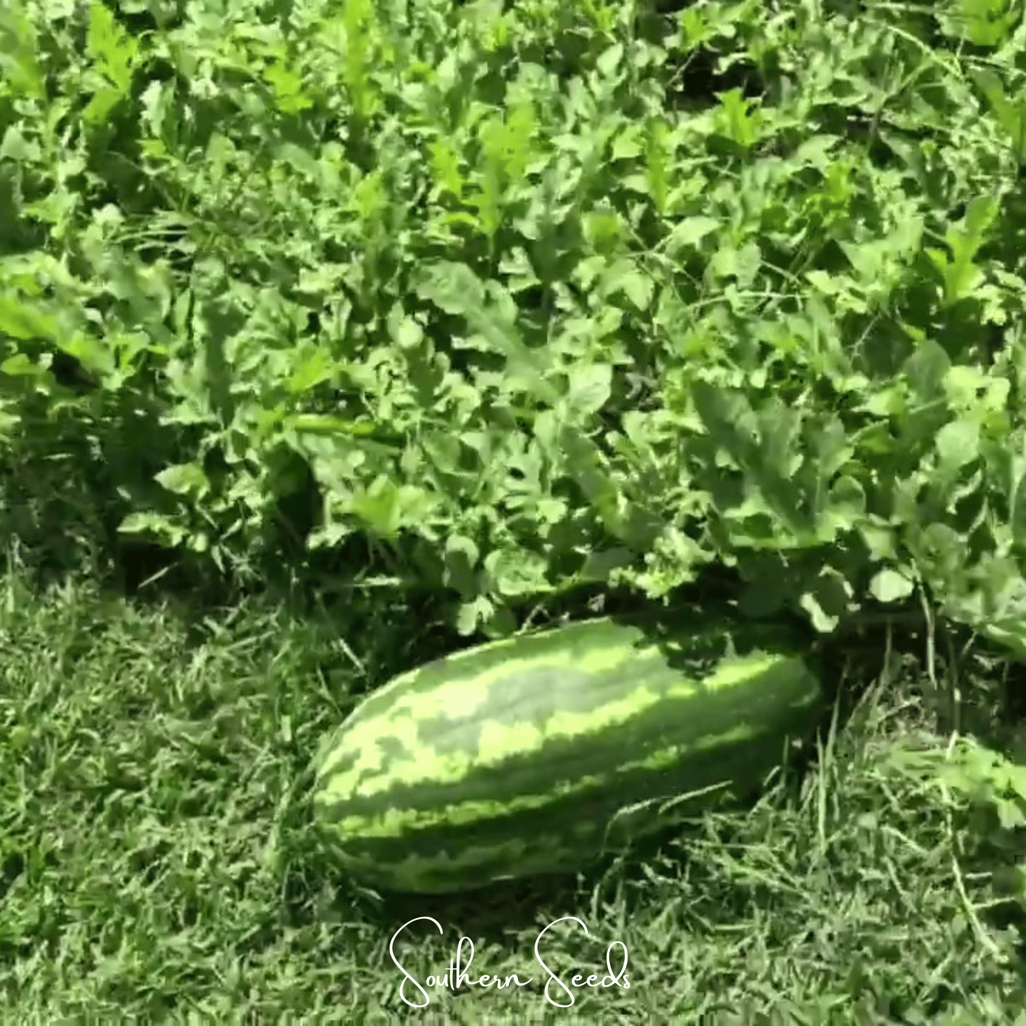 Congo Watermelon – 25 Seeds