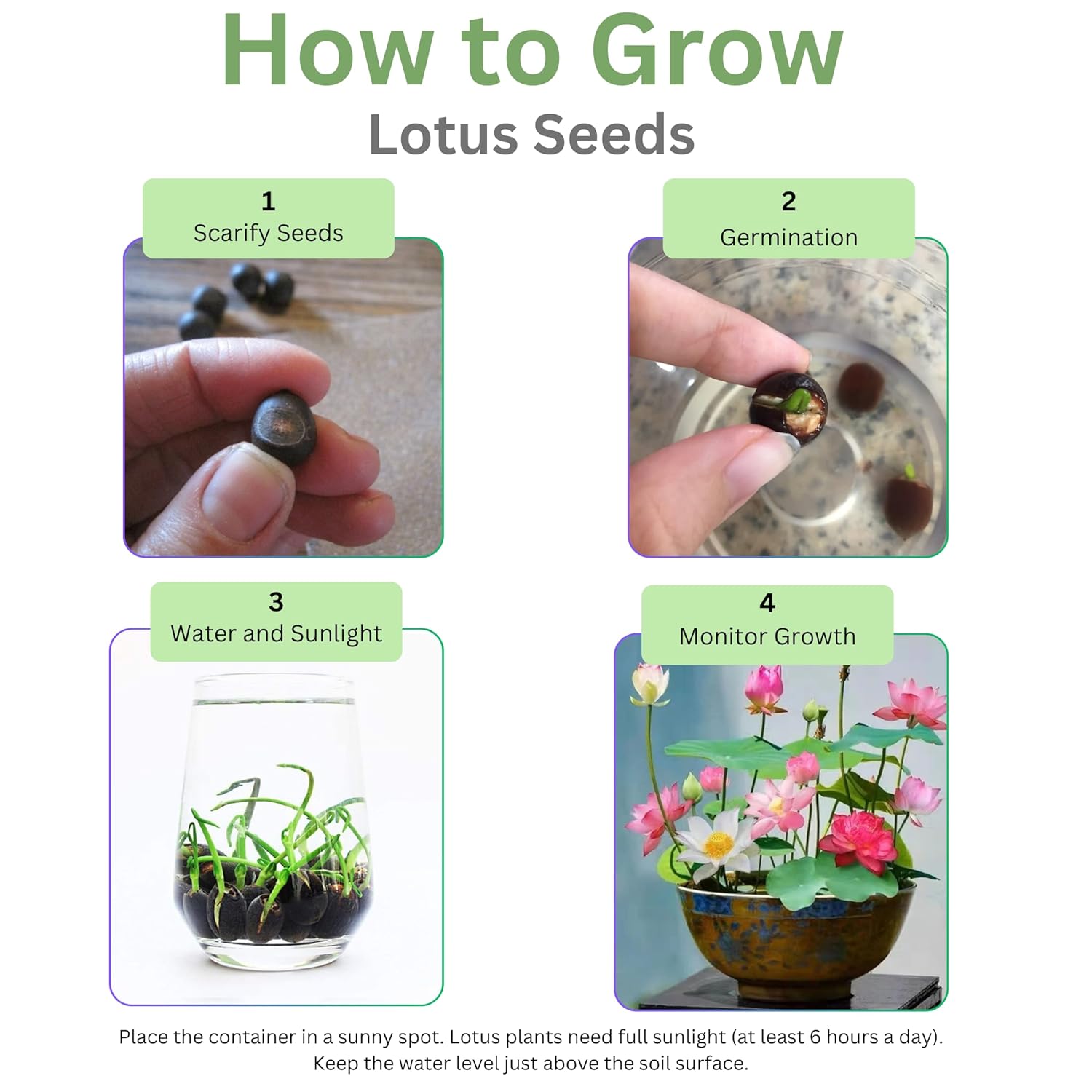 Premium White Lotus Seeds, Grow Beautiful Lotus Flowers