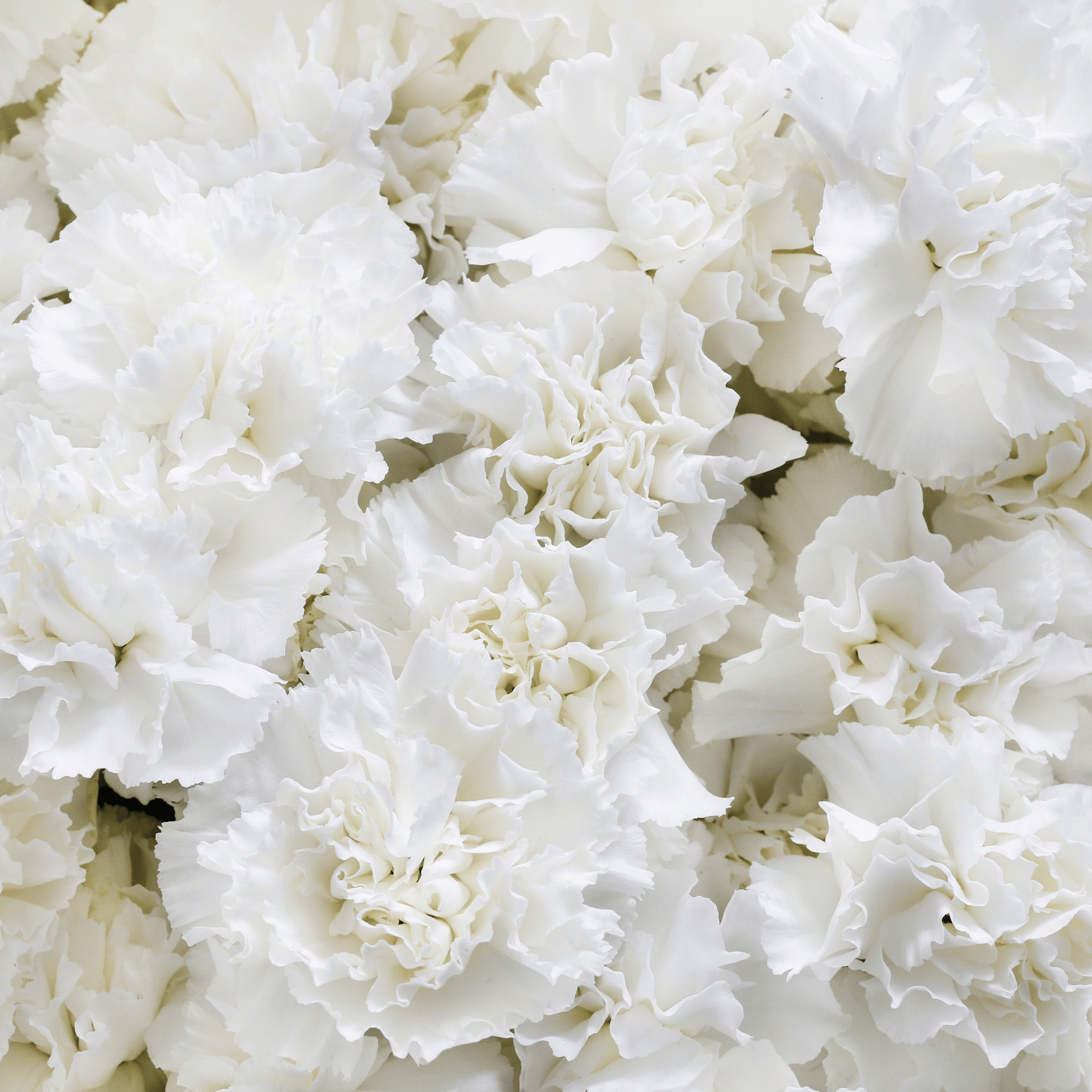 White Grenadin Carnation – 25 Seeds