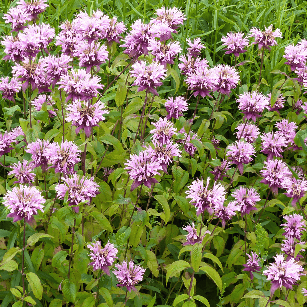 Wild Bergamot Bee Balm (Mintleaf) – 100 Seeds