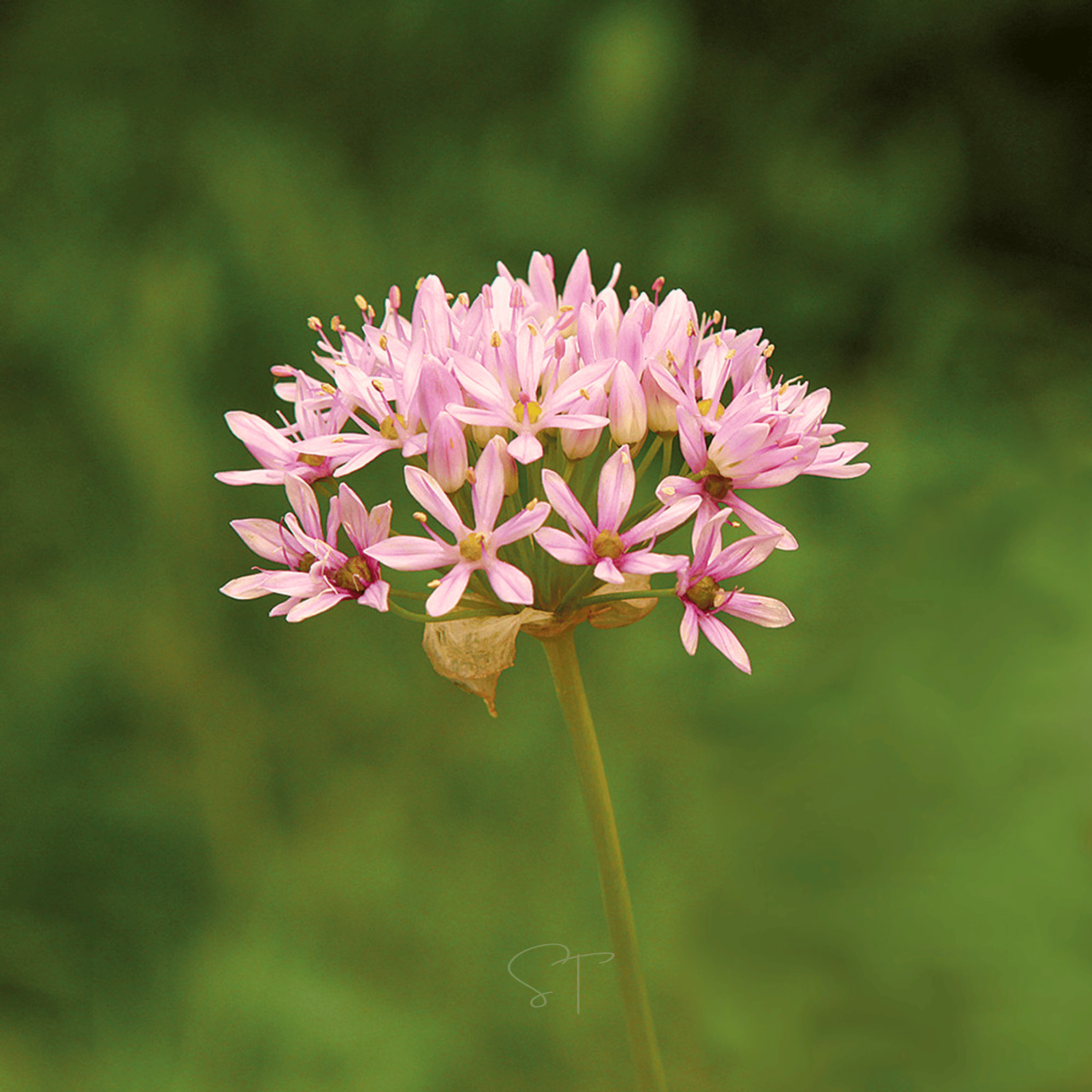 Wild Garlic – 25 Seeds