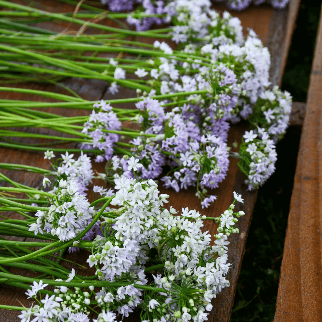 Wild Garlic – 25 Seeds