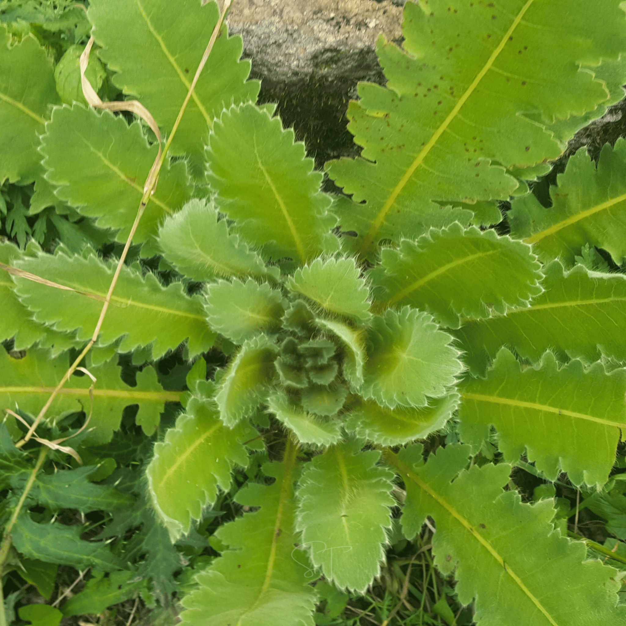 Wild Lettuce – 20 Seeds