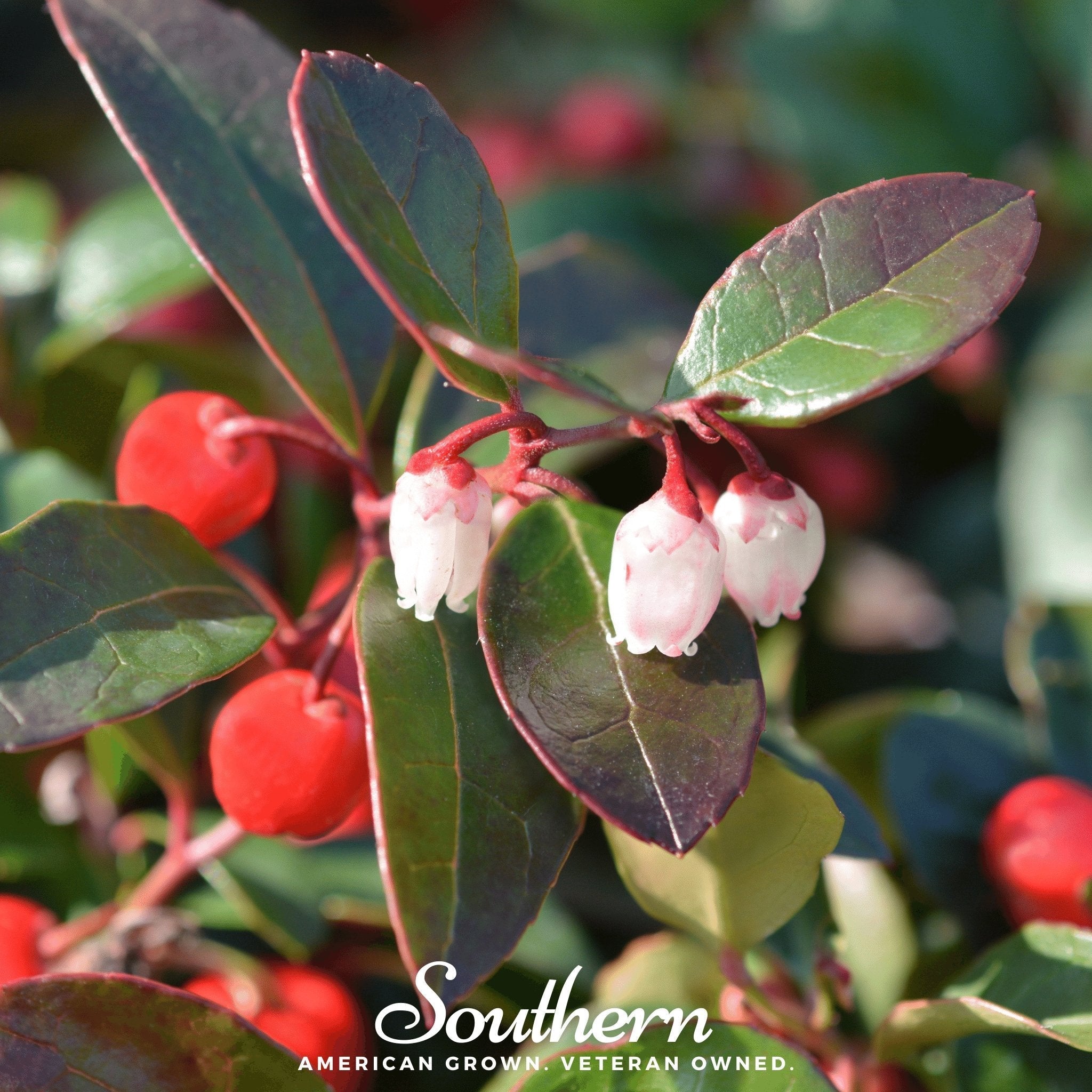 Wintergreen (Teaberry) – 20 Seeds