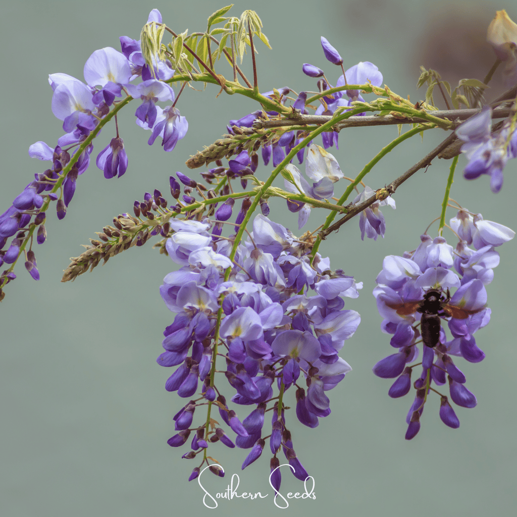 American Wisteria – 5 Seeds
