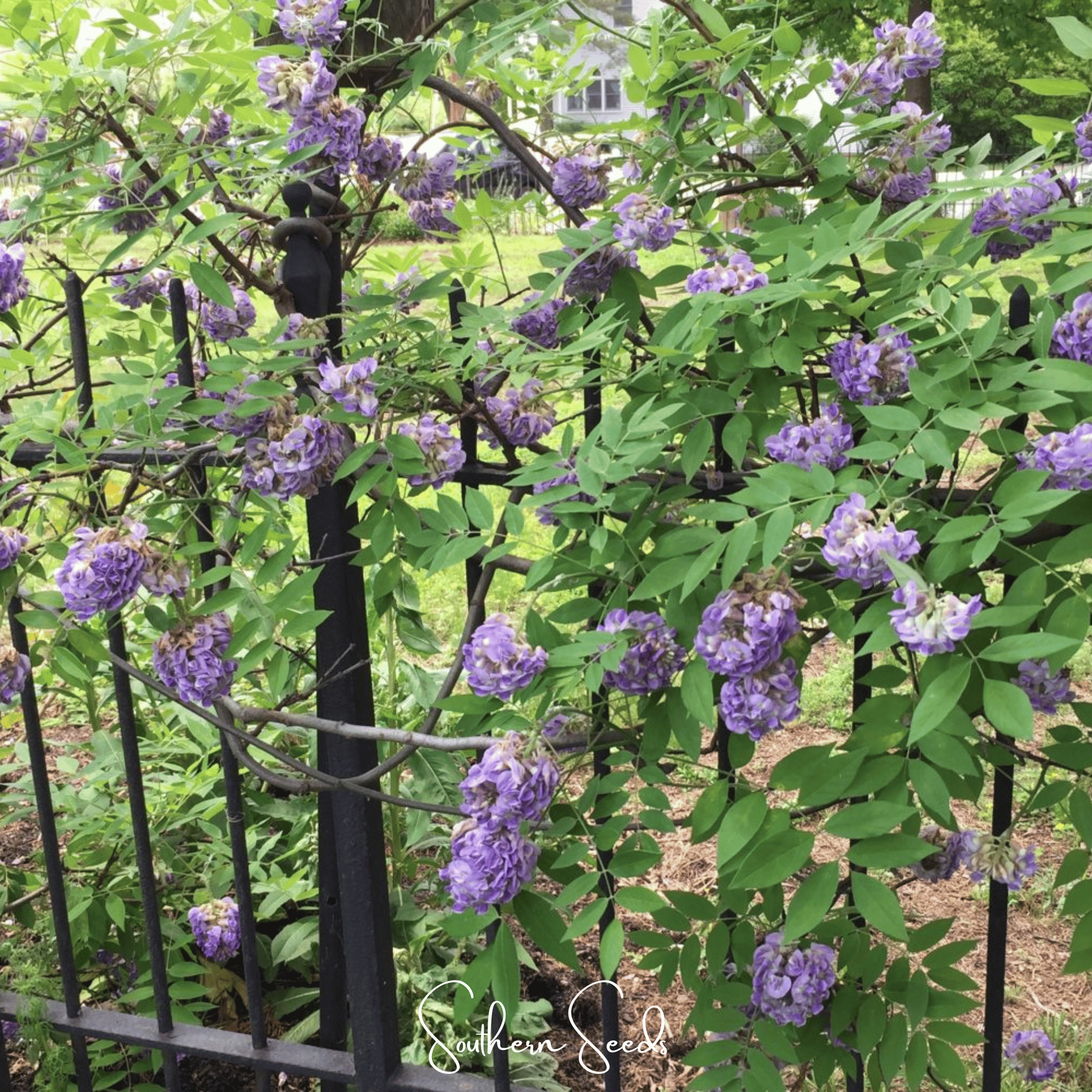 American Wisteria – 5 Seeds