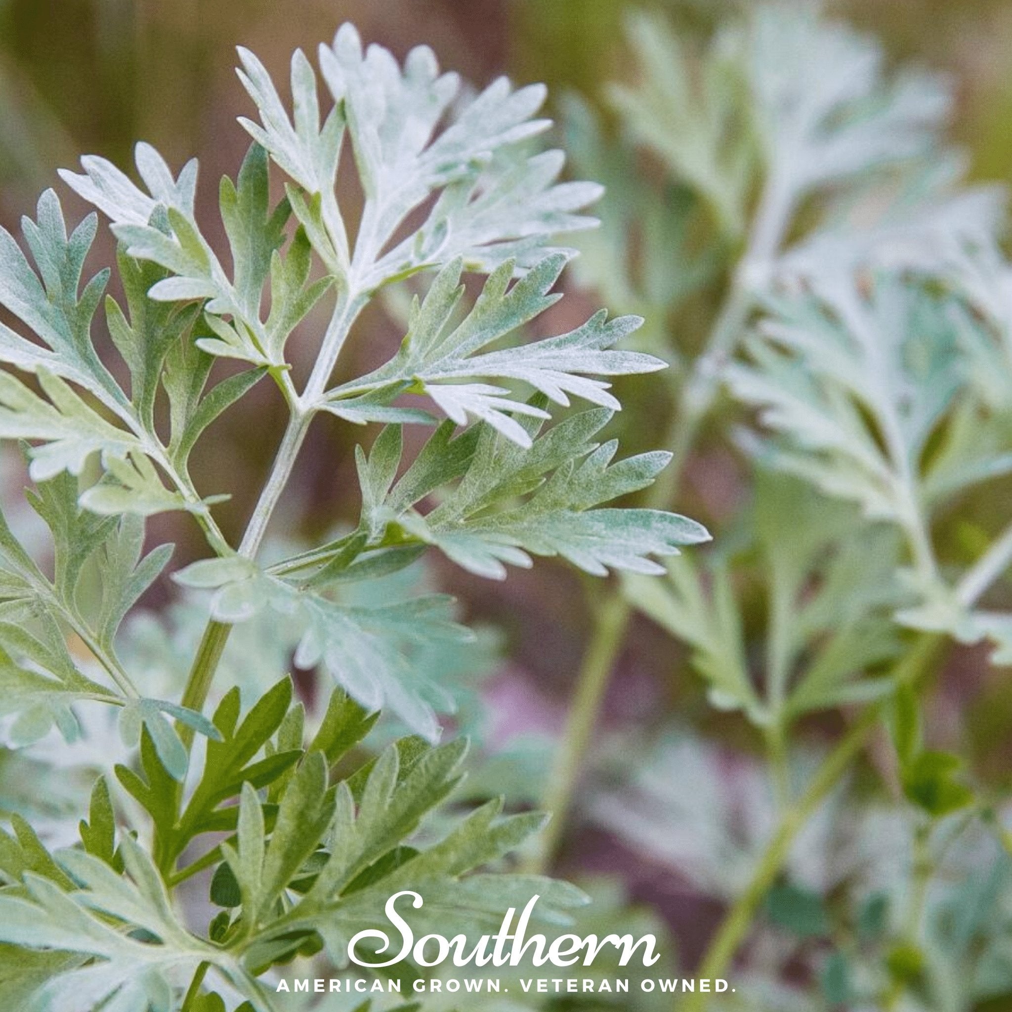 Wormwood – 200 Seeds