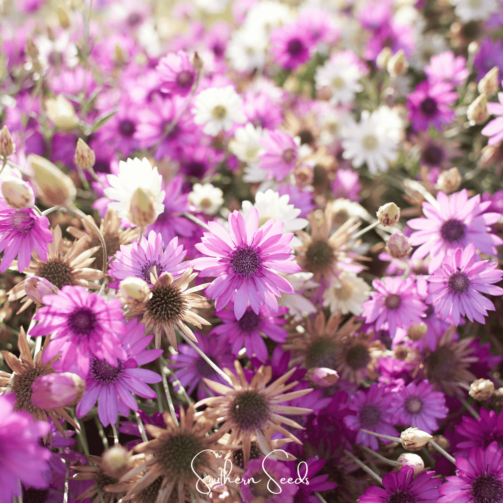 Immortelle Mix Xeranthemum – 100 Seeds