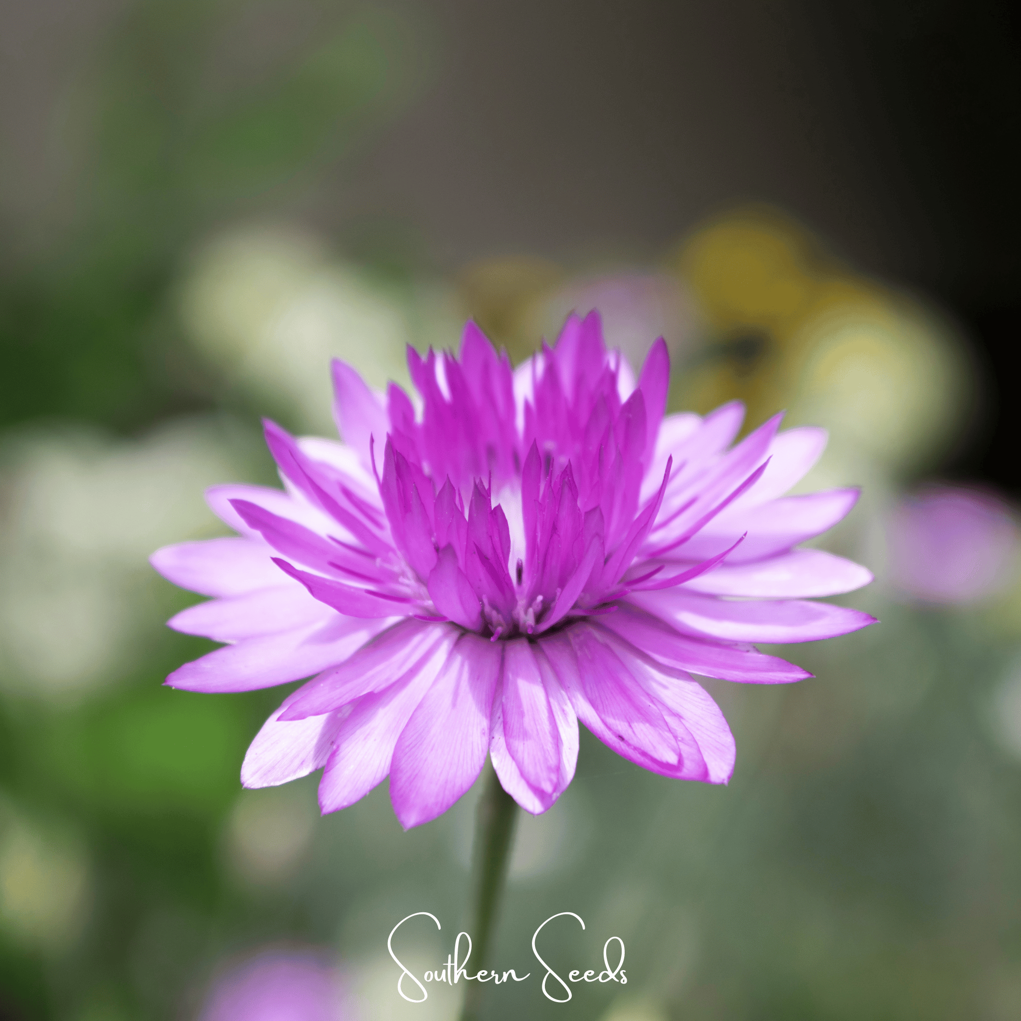 Immortelle Mix Xeranthemum – 100 Seeds