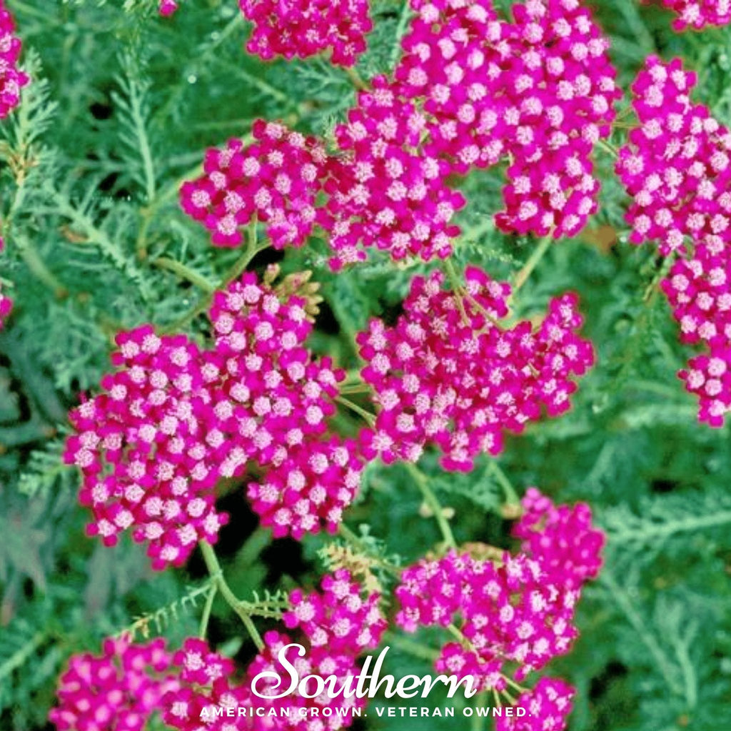 Cerise Queen Yarrow – 50 Seeds