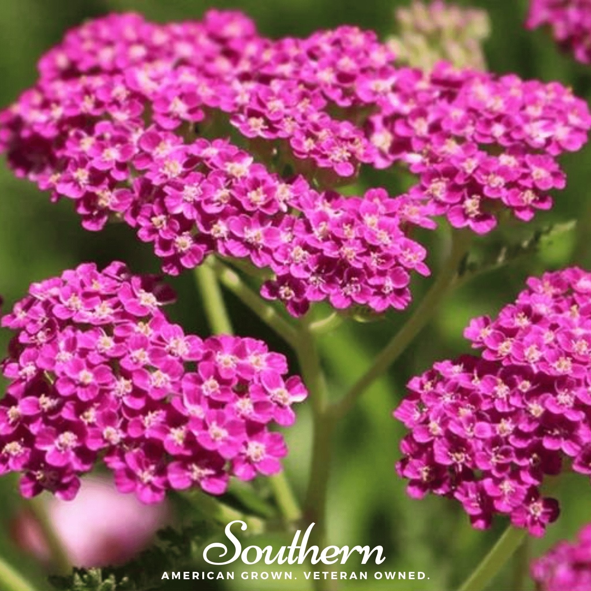 Cerise Queen Yarrow – 50 Seeds
