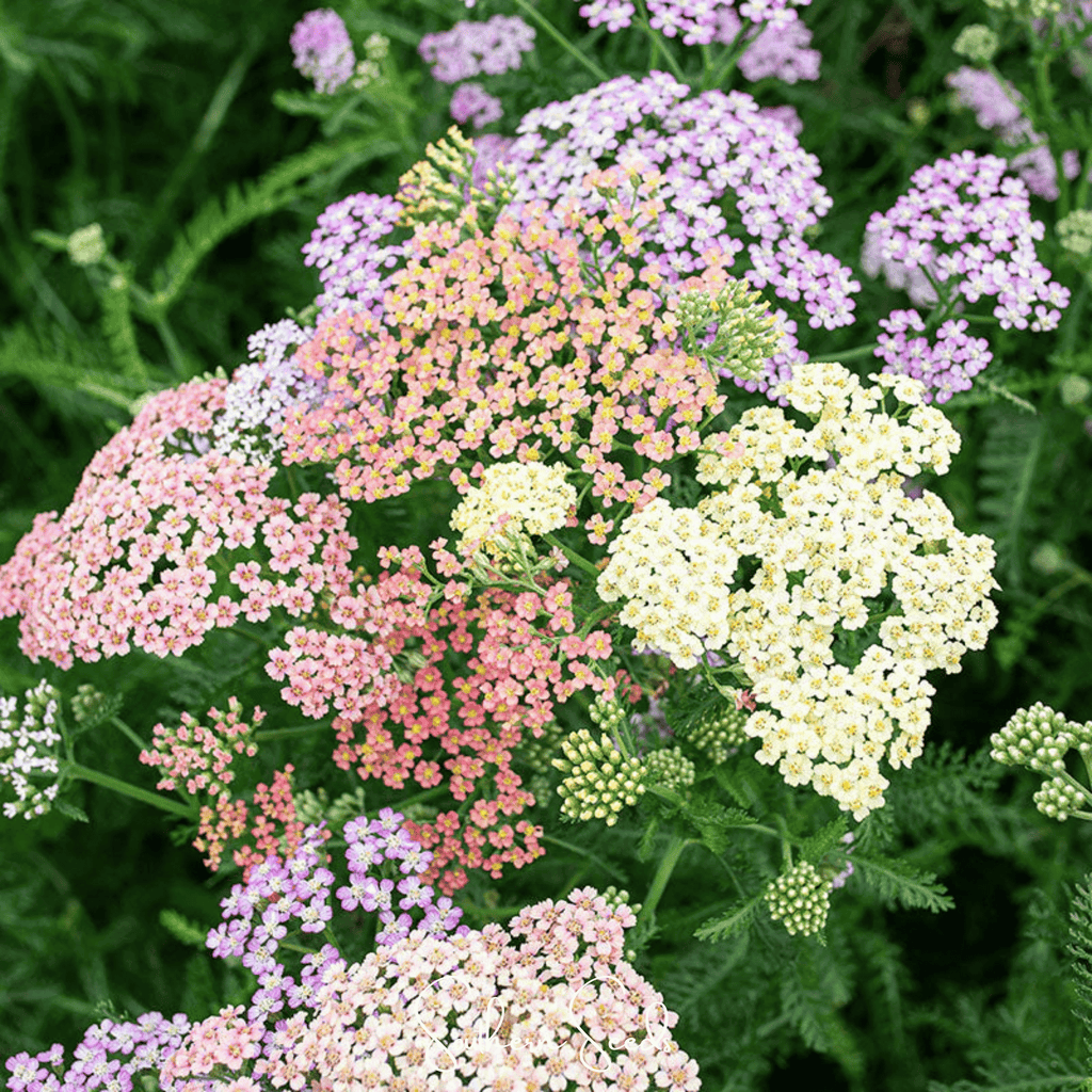 Colorado Mix Yarrow – 50 Seeds