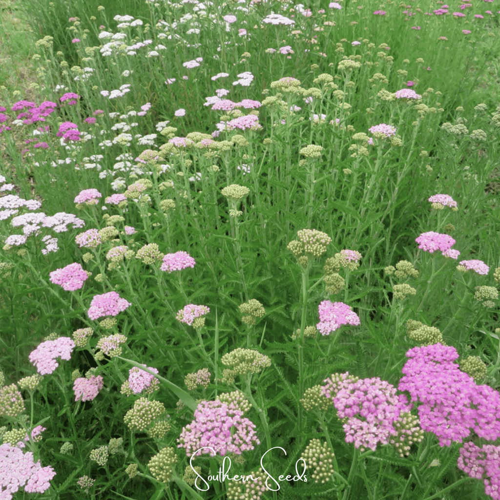 Colorado Mix Yarrow – 50 Seeds