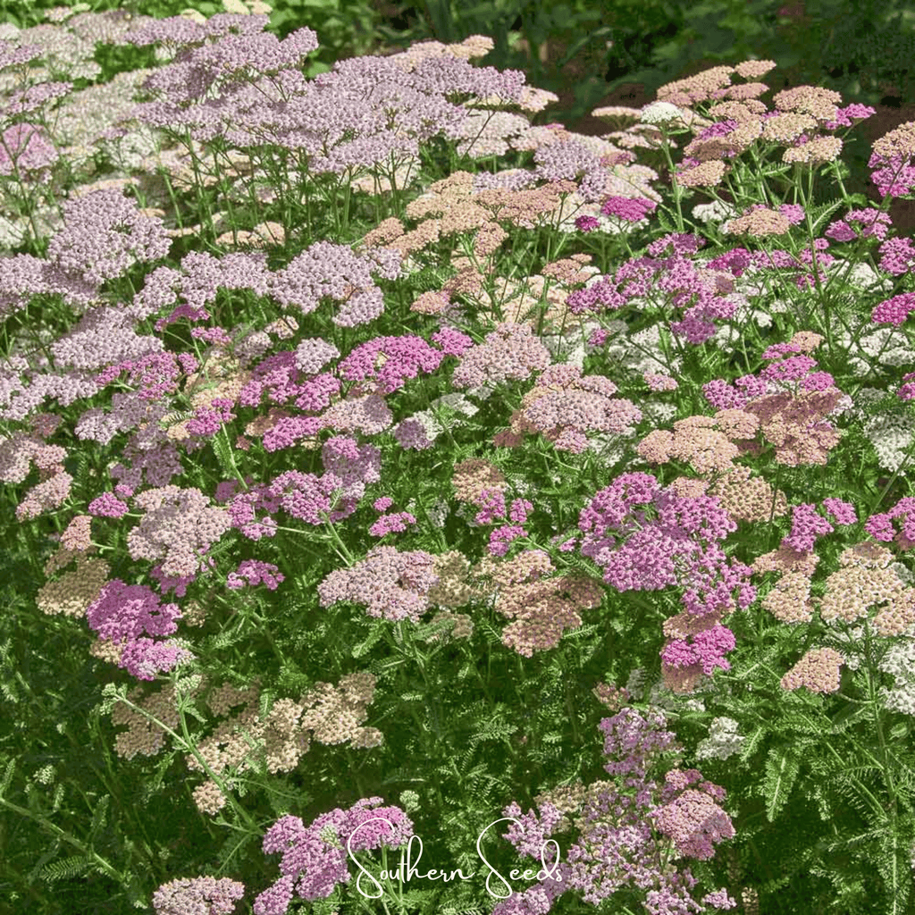 Colorado Mix Yarrow – 50 Seeds