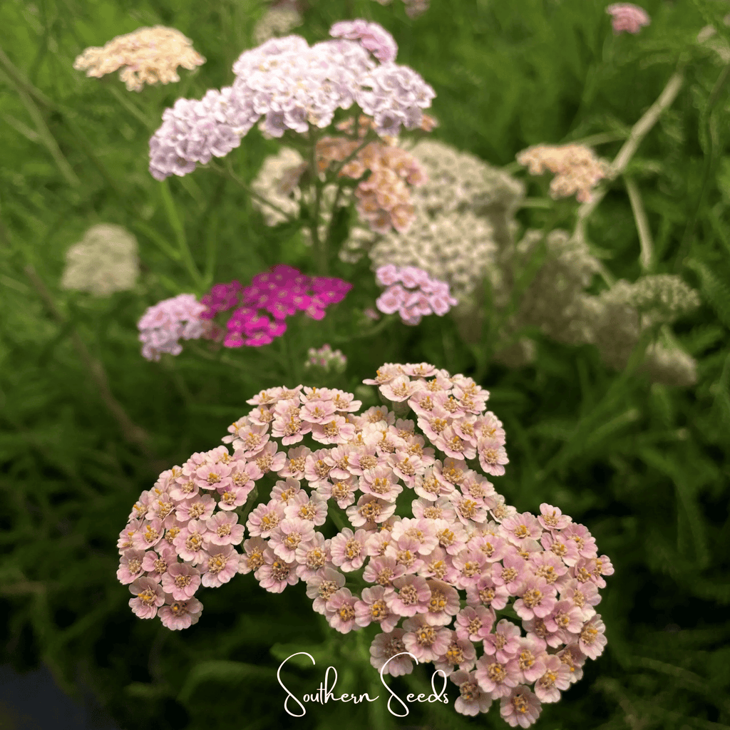 Colorado Mix Yarrow – 50 Seeds