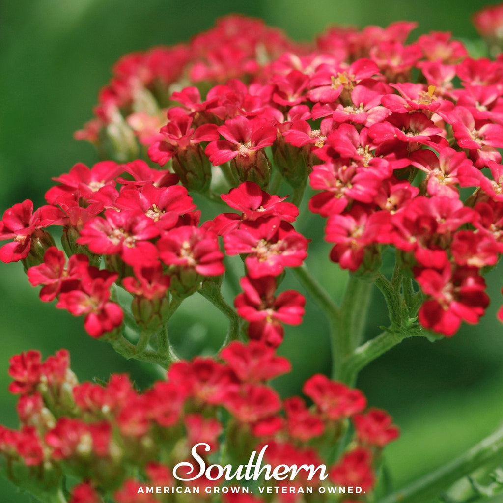 Red Yarrow – 100 Seeds
