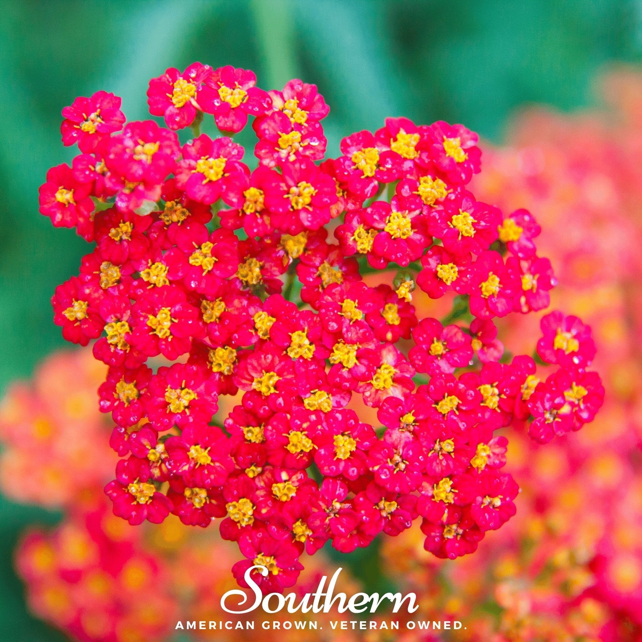 Red Yarrow – 100 Seeds