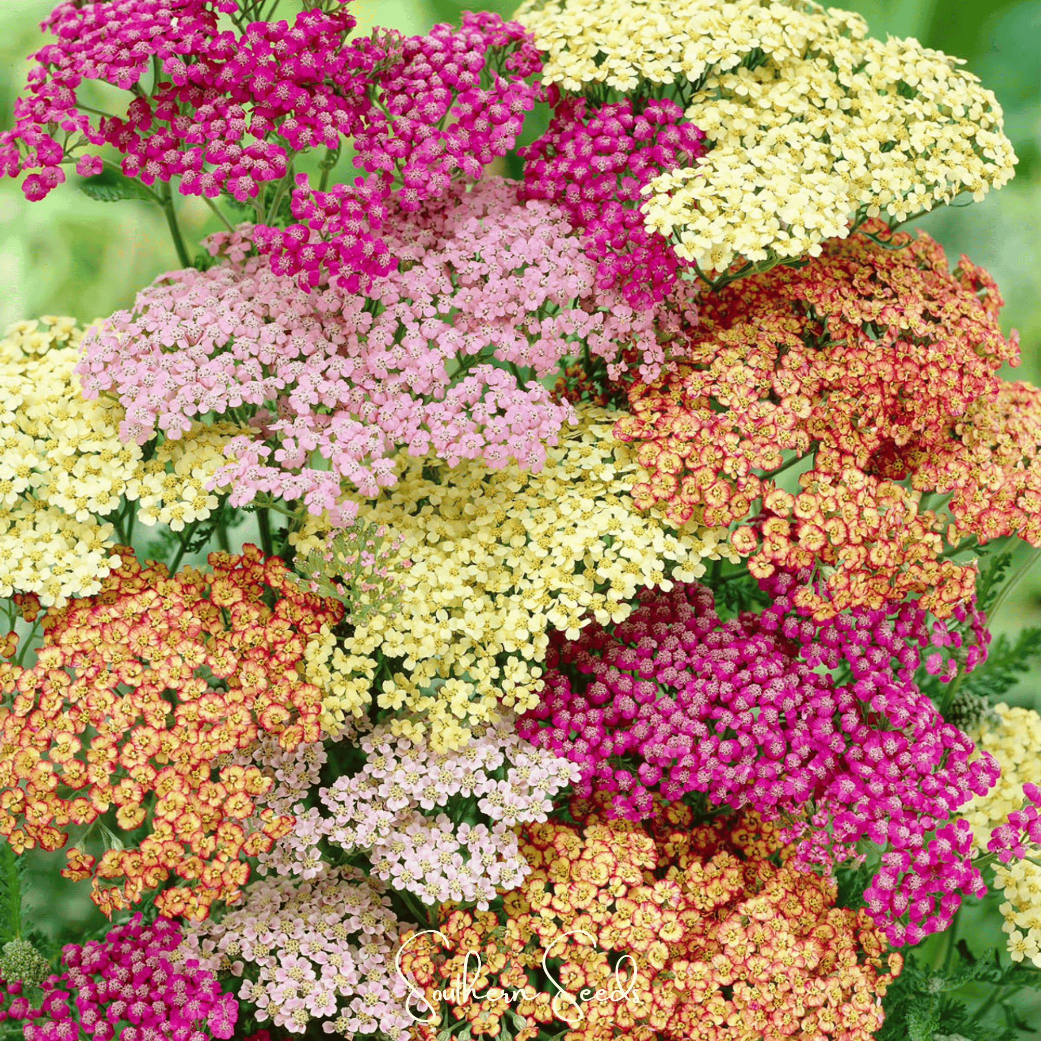 Summer Pastels Yarrow – 50 Seeds