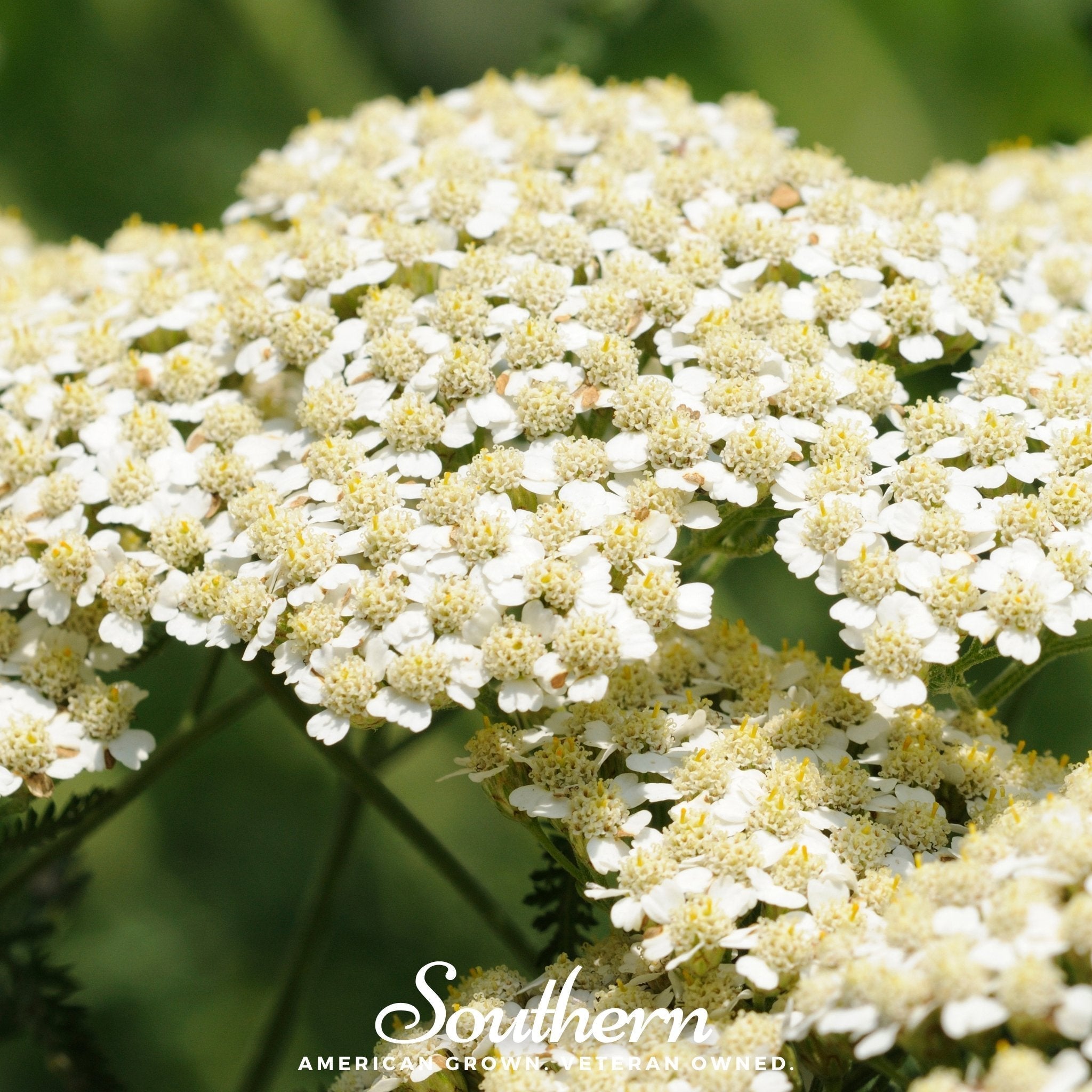 White Yarrow – 100 Seeds