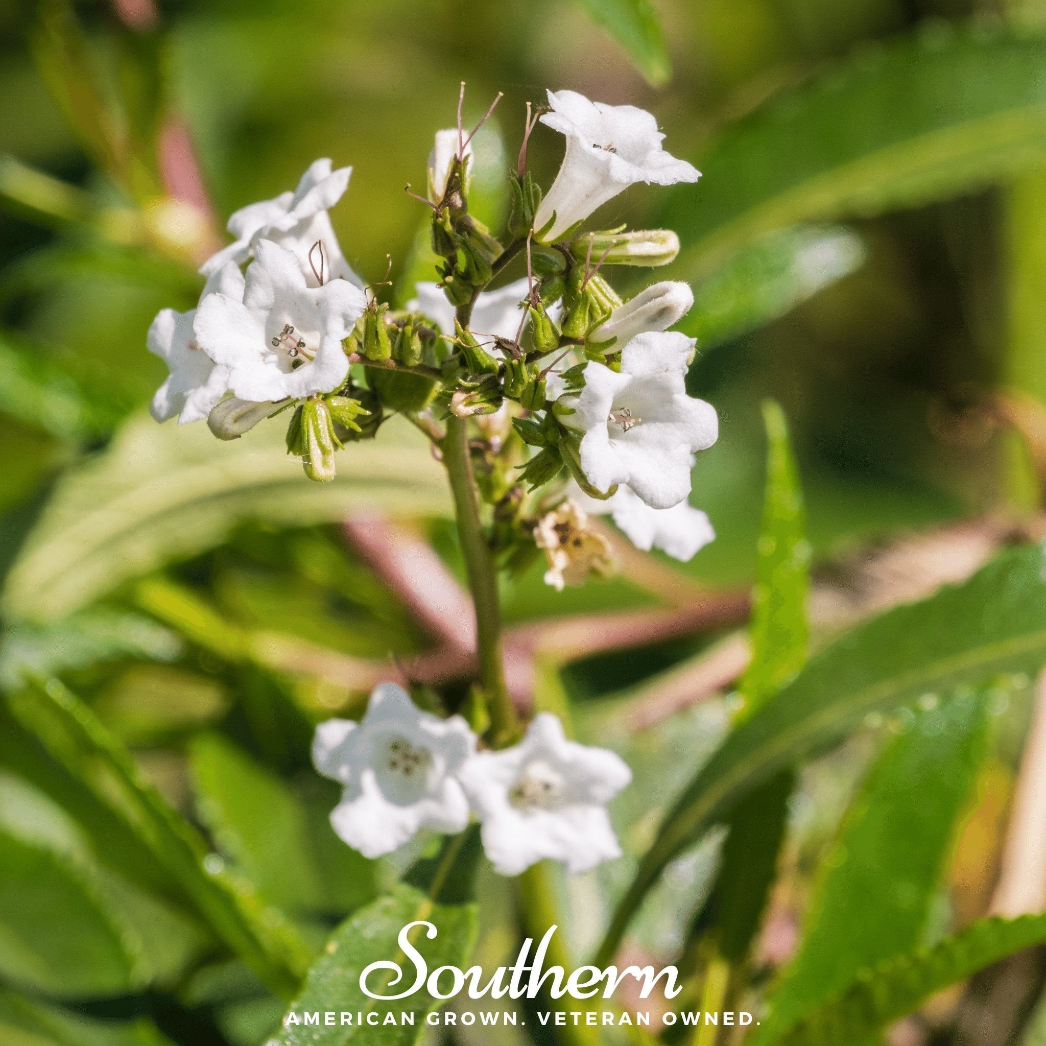 Yerba Santa – 30 Seeds