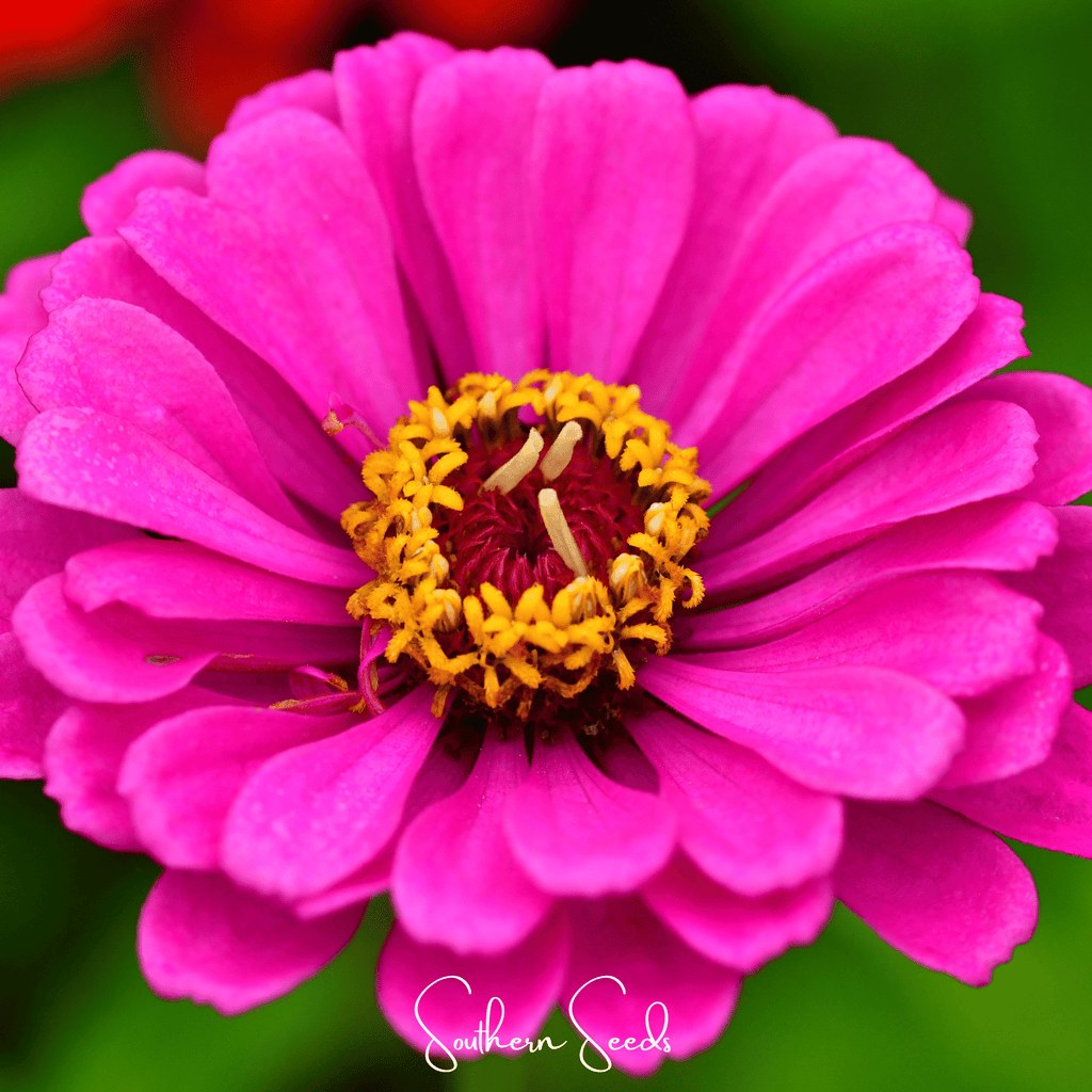 Blueberry Cheesecake Zinnia – 100 Seeds