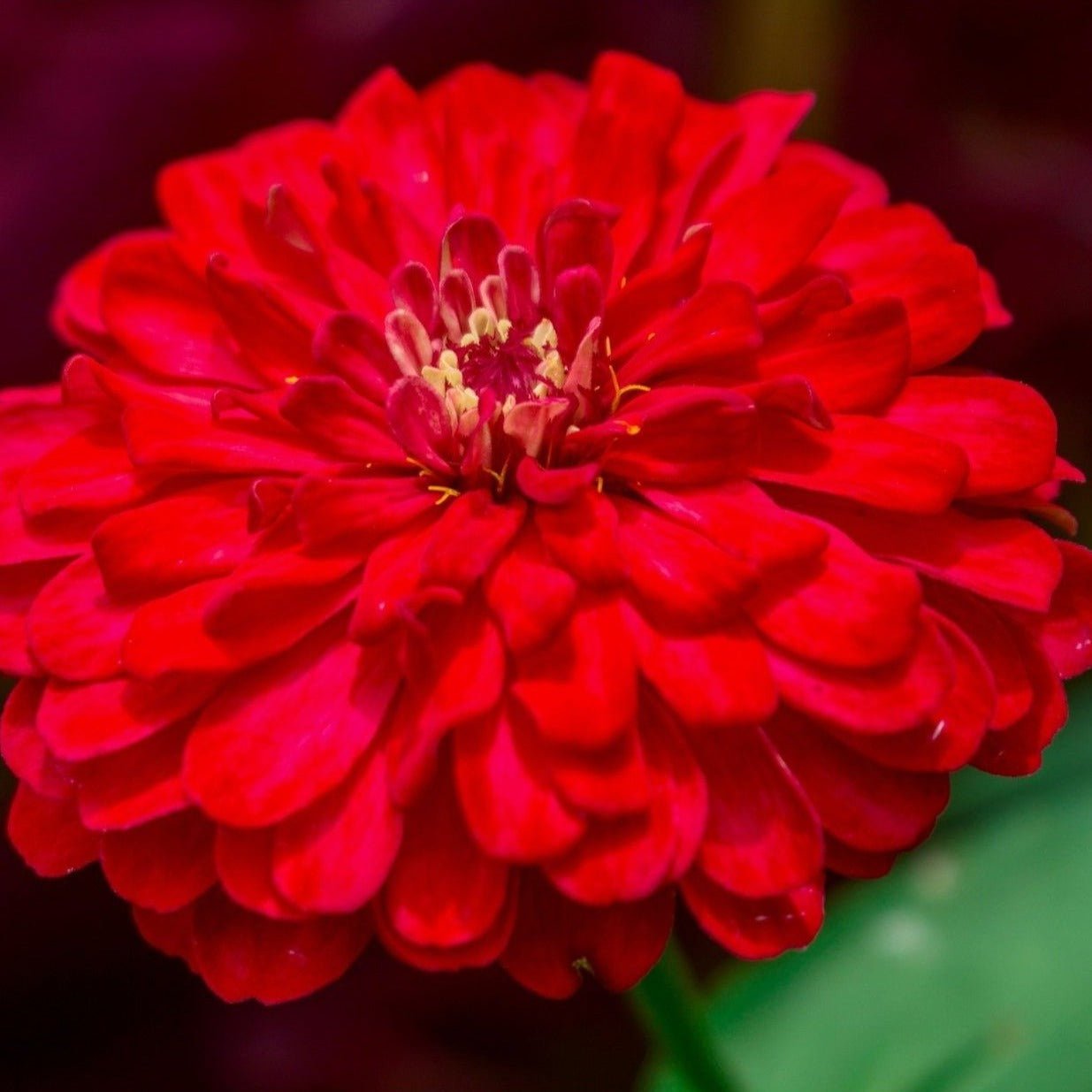 Cherry Queen Zinnia – 100 Seeds