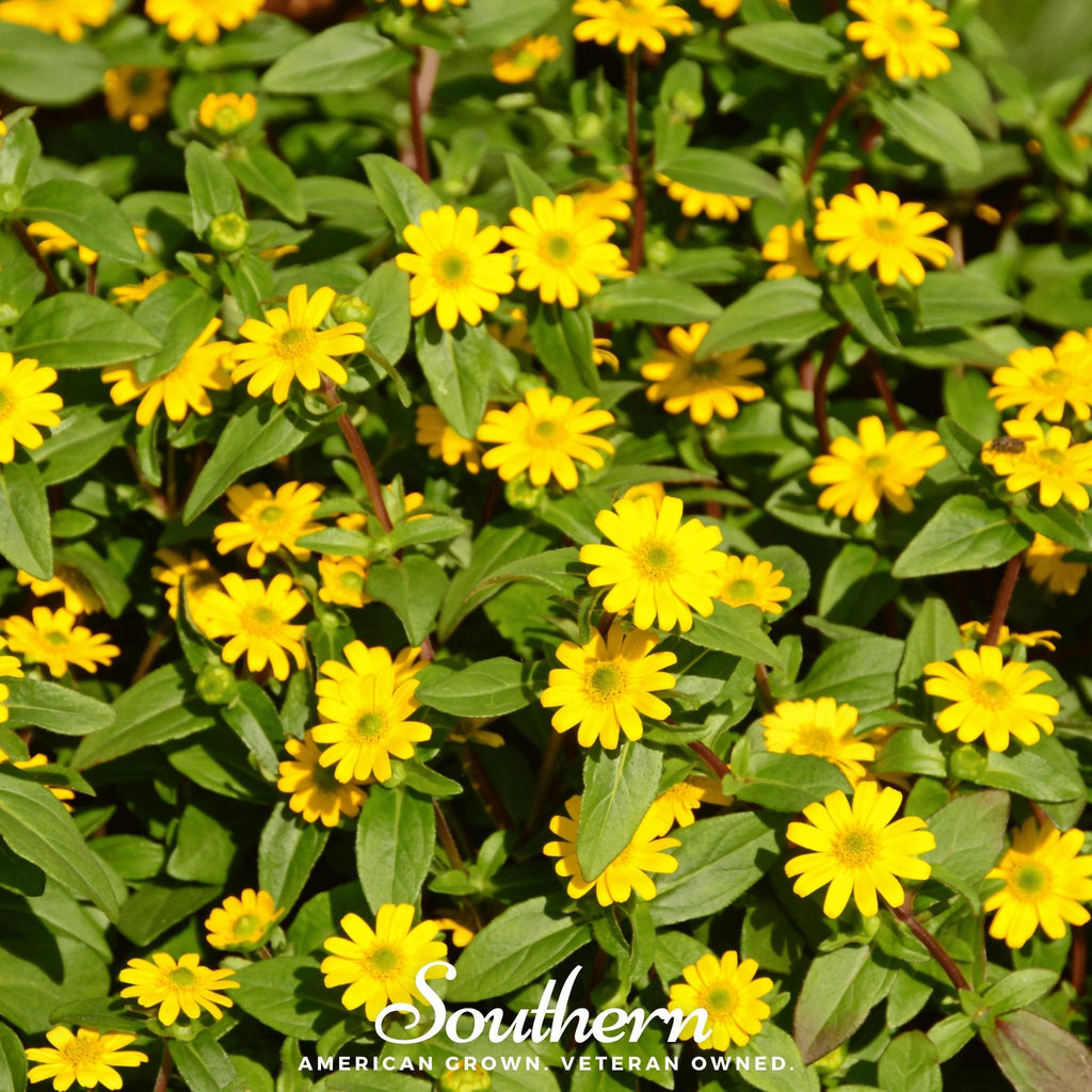 Creeping Zinnia – 100 Seeds