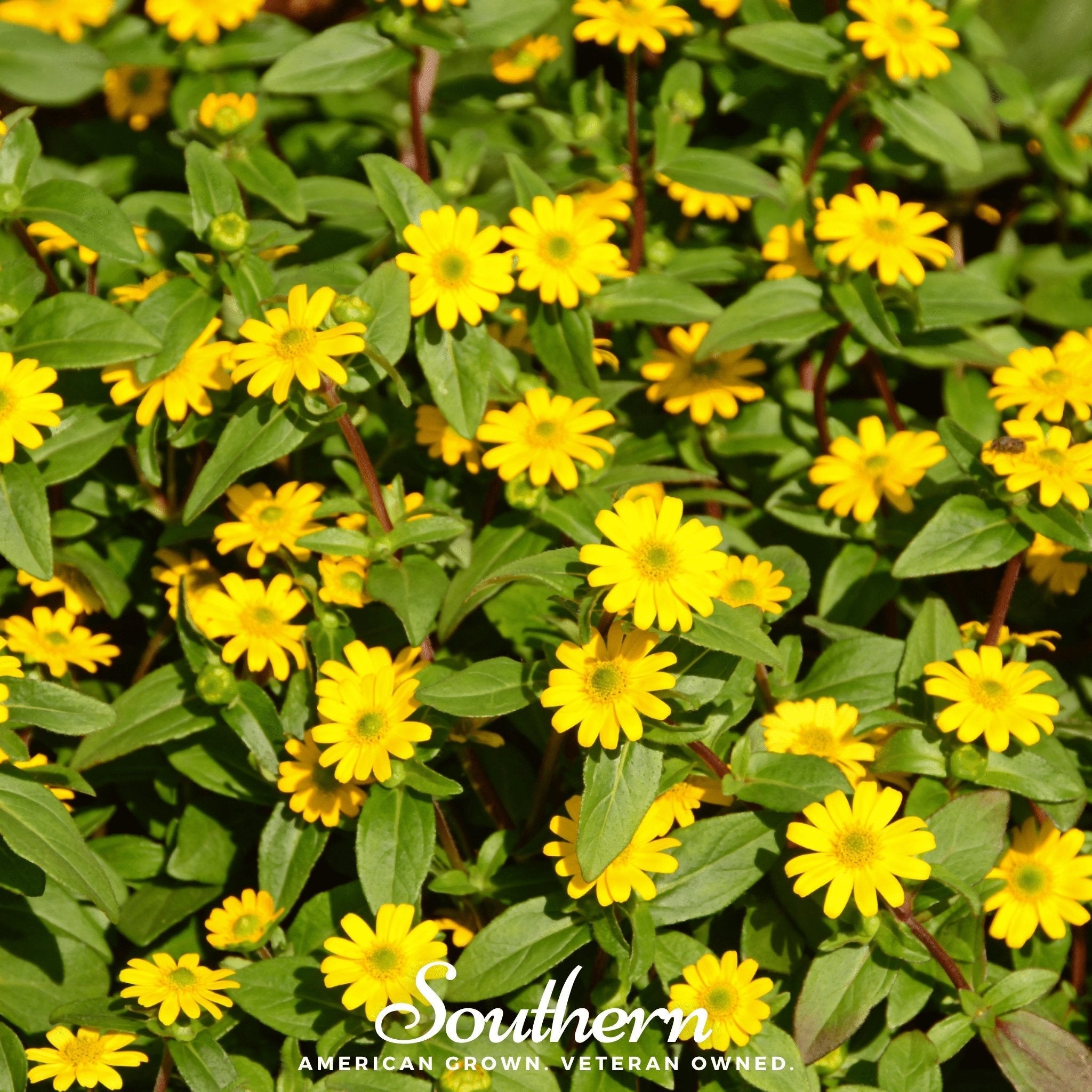 Creeping Zinnia – 100 Seeds