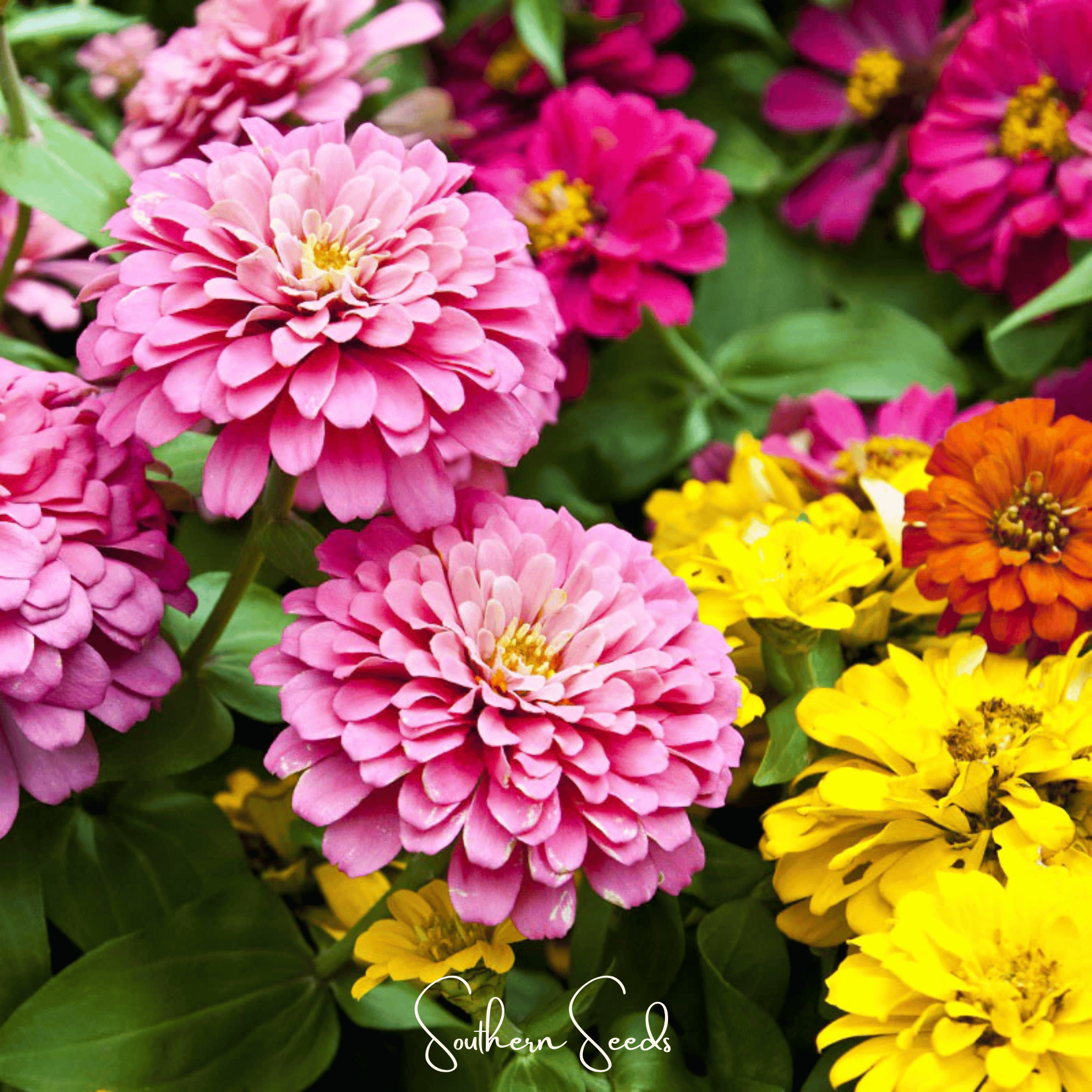 Dahlia Flowered Zinnia – 100 Seeds