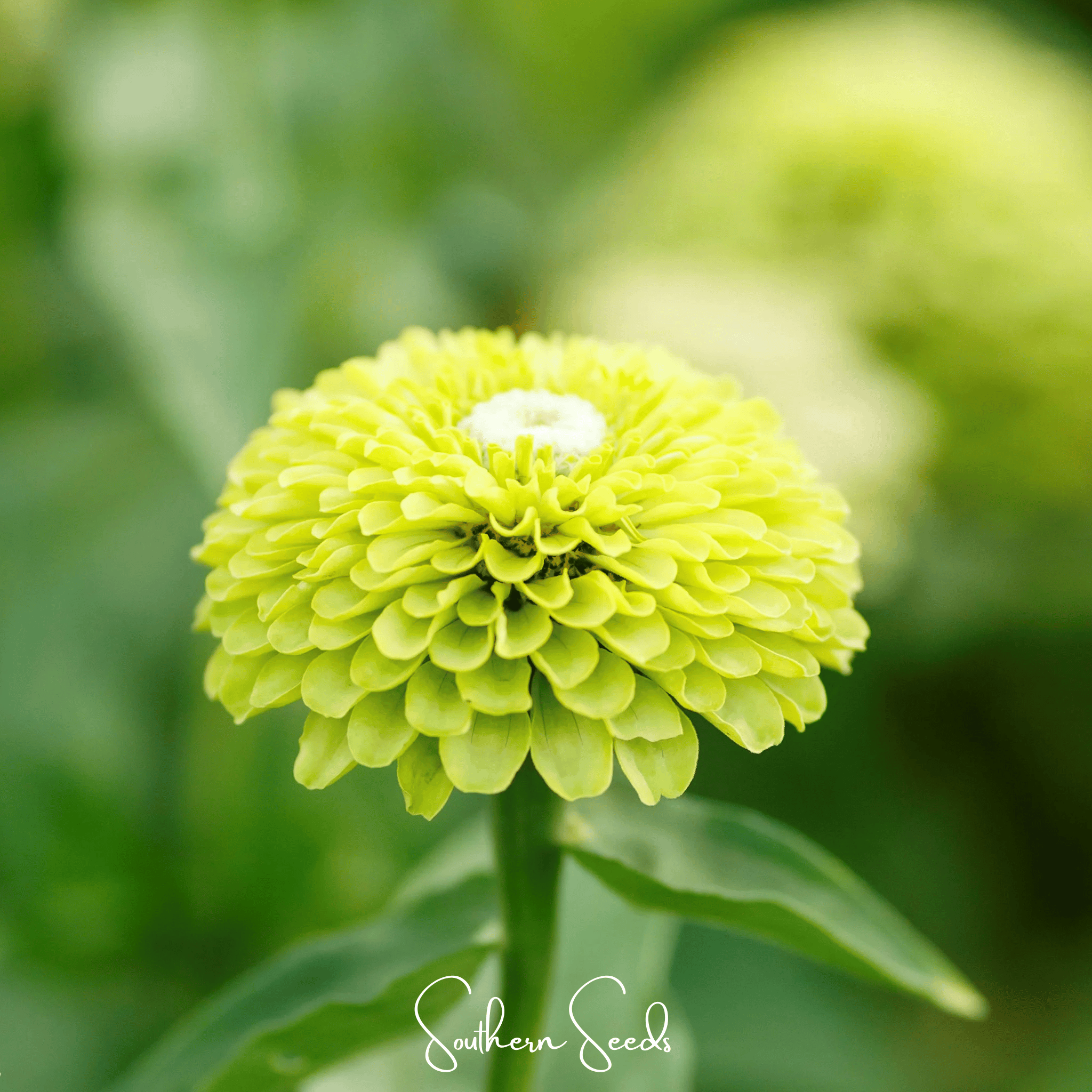 Envy Green Zinnia – 25 Seeds