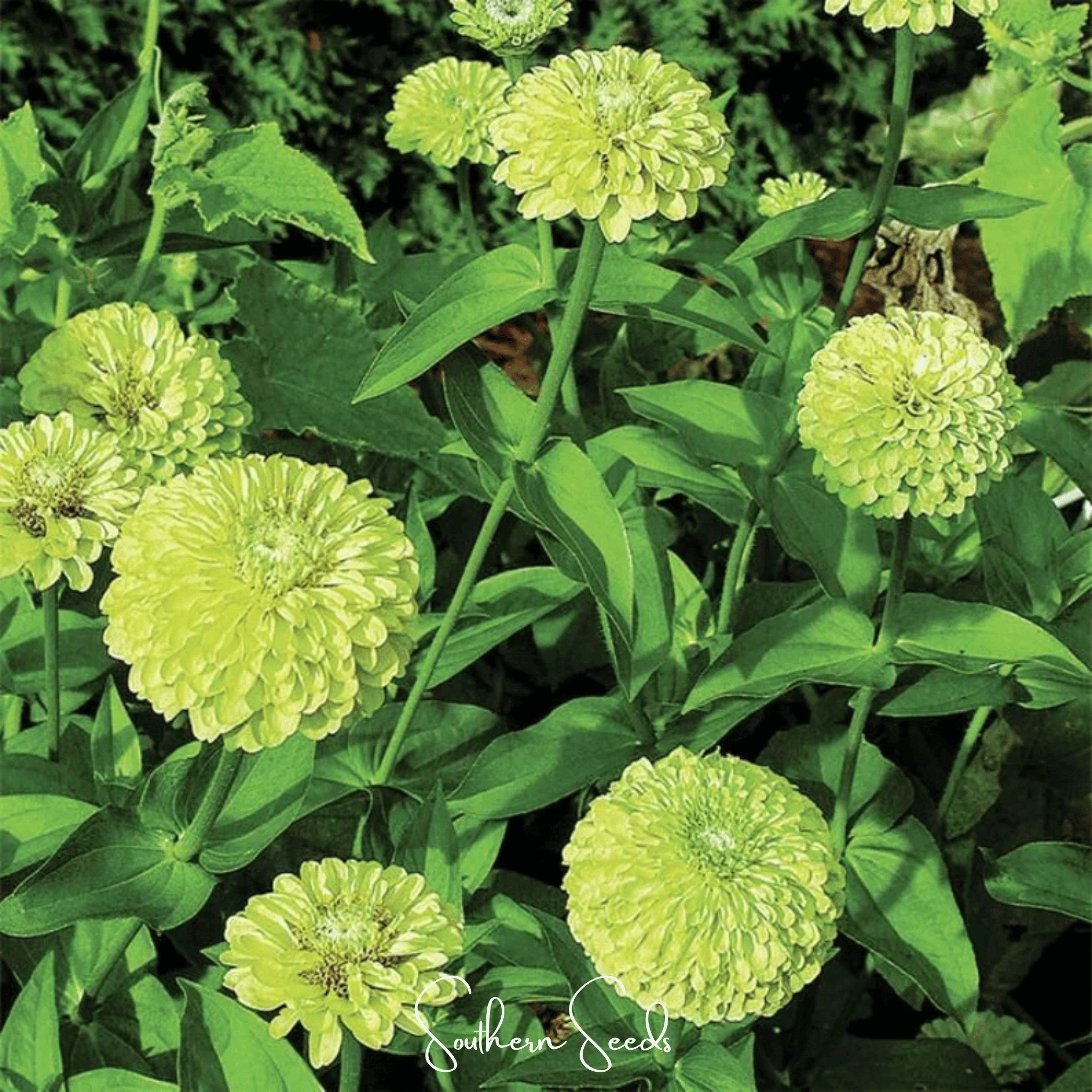 Envy Green Zinnia – 25 Seeds