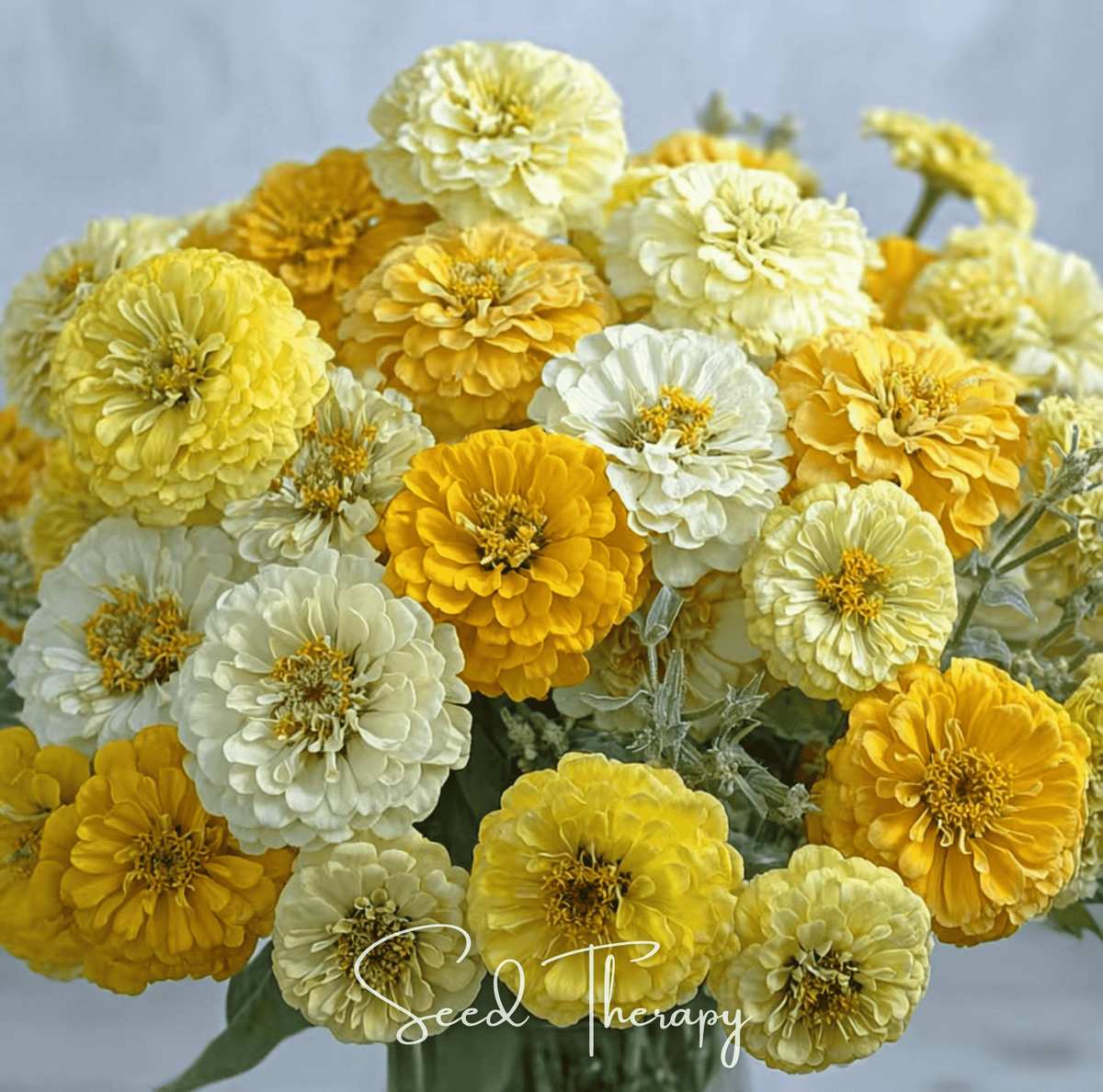 Lemon Meringue Zinnia – 100 Seeds