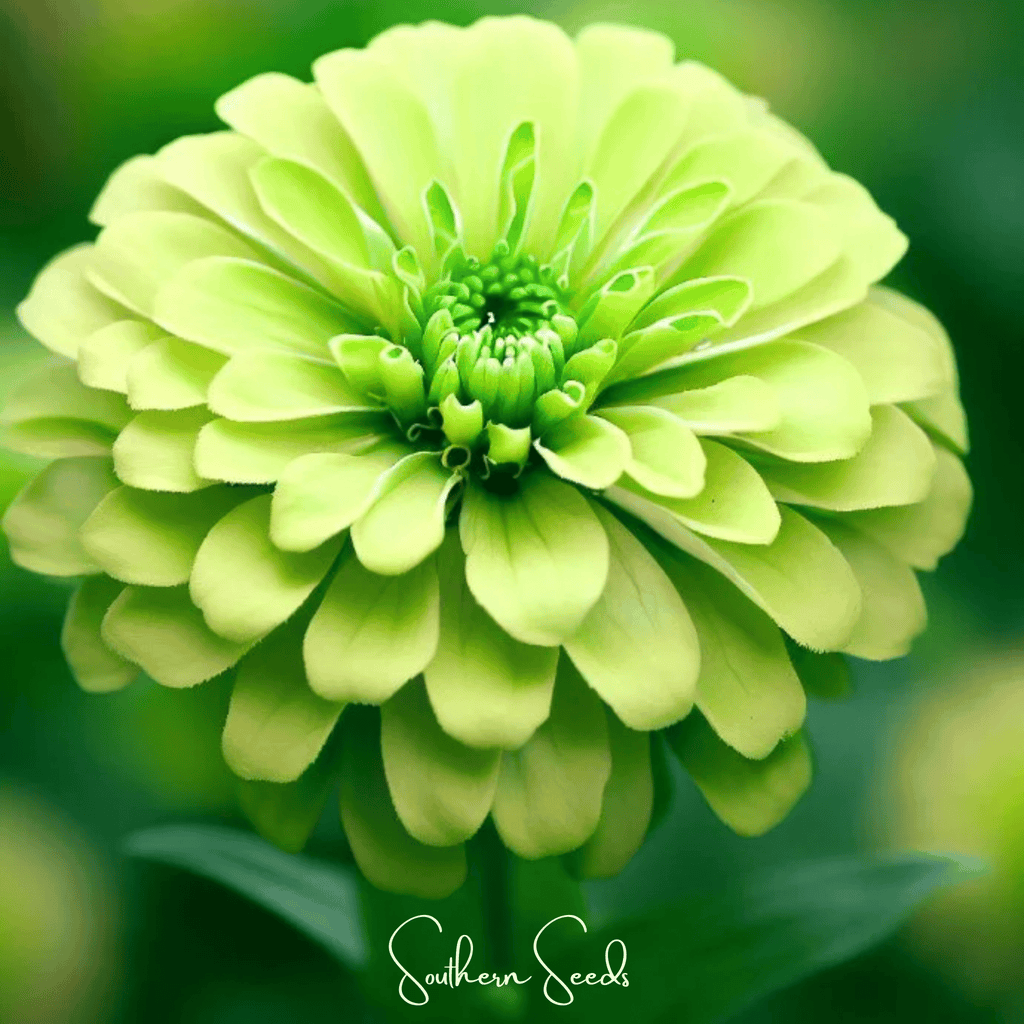Lemon Meringue Zinnia – 100 Seeds