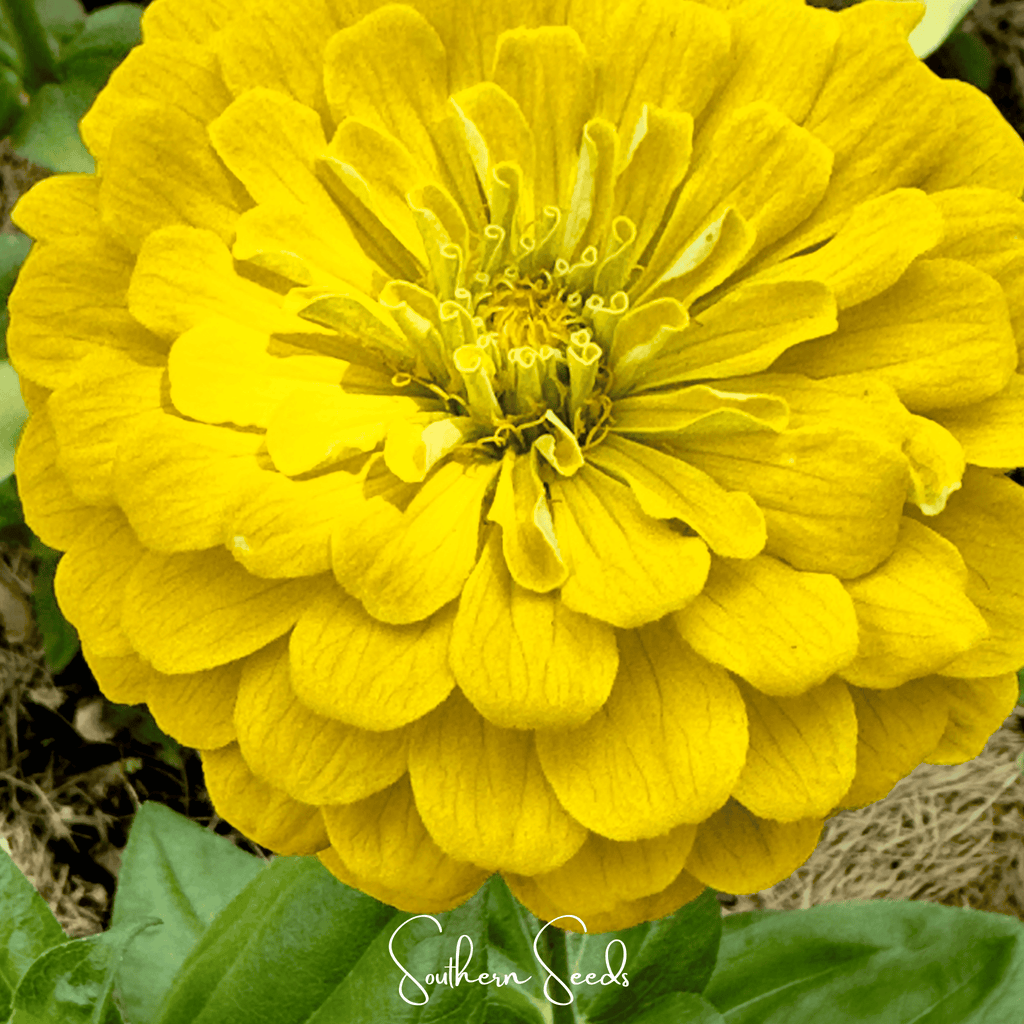 Lemon Meringue Zinnia – 100 Seeds