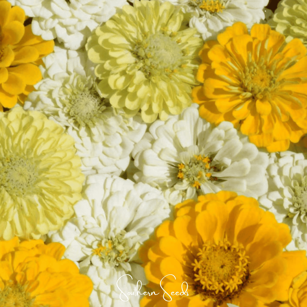 Lemon Meringue Zinnia – 100 Seeds