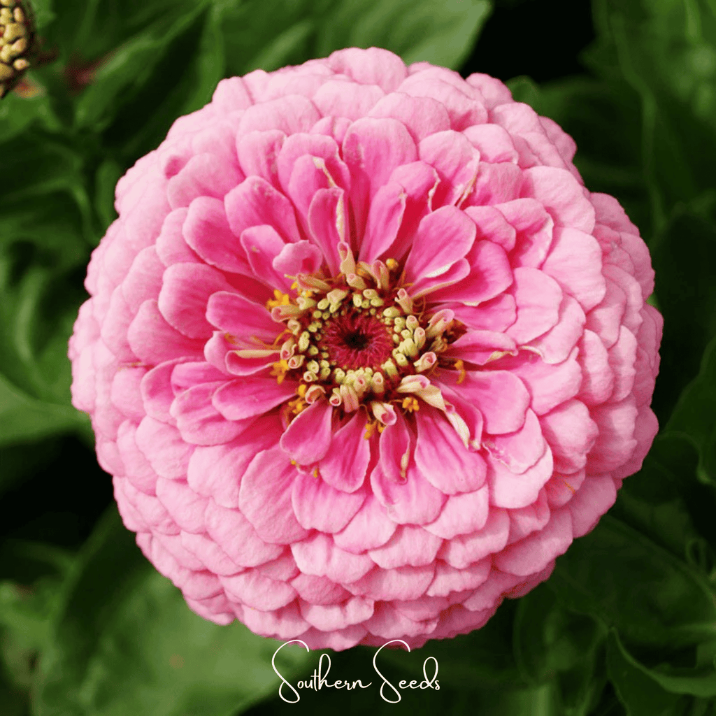Luminosa Zinnia – 100 Seeds