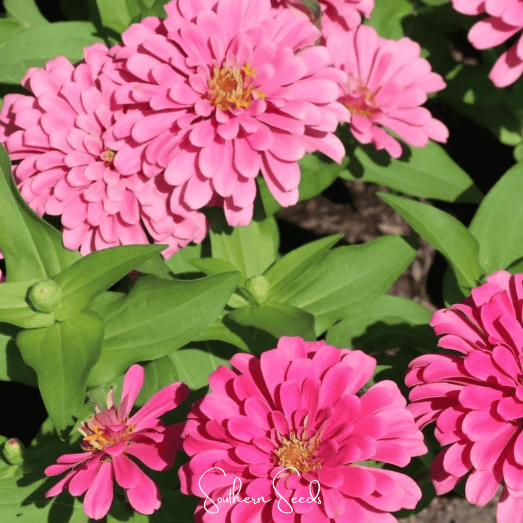 Luminosa Zinnia – 100 Seeds