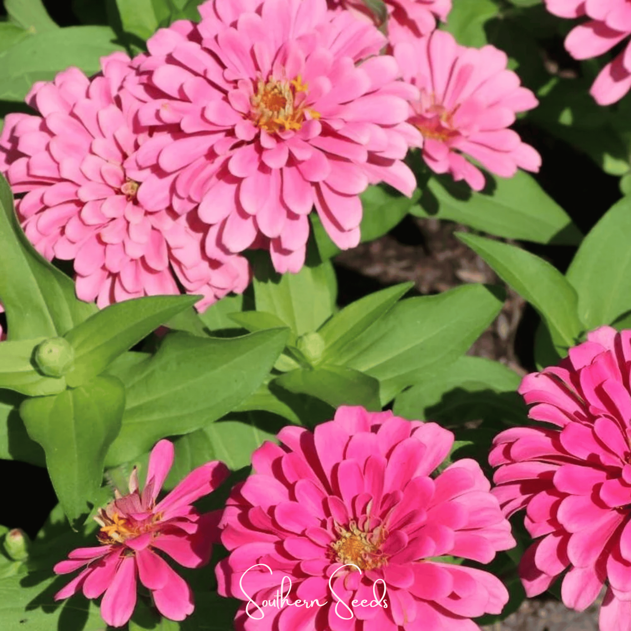 Luminosa Zinnia – 100 Seeds
